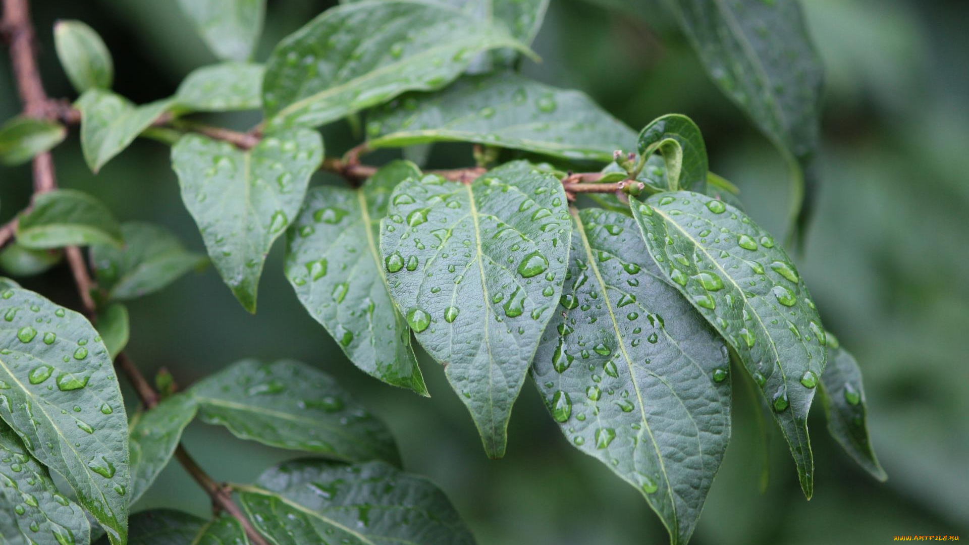 природа, листья, капли, ветка