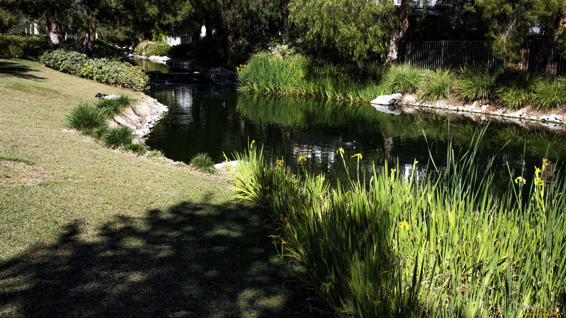 природа, парк, водоем