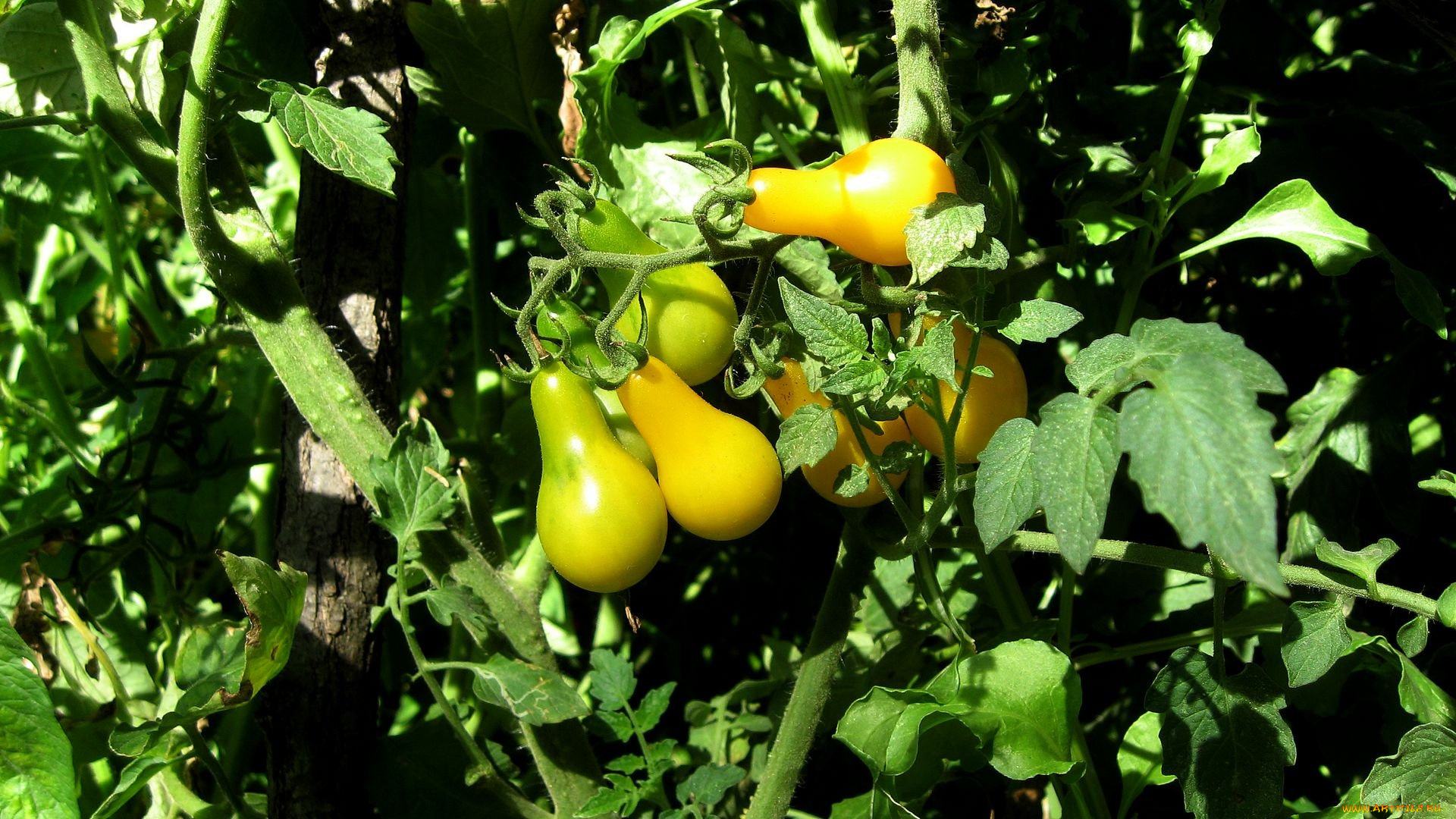 природа, плоды, помидоры