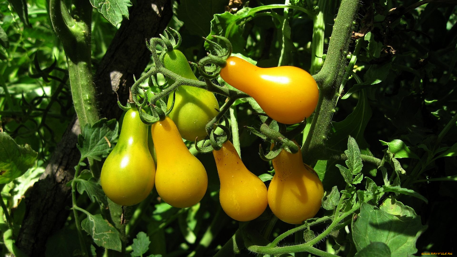 природа, плоды, помидоры