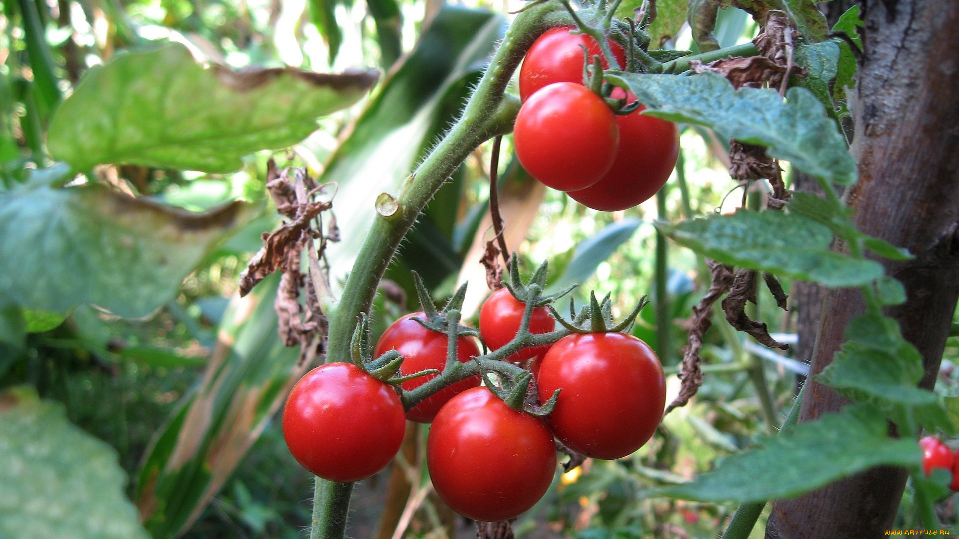 природа, плоды, помидоры