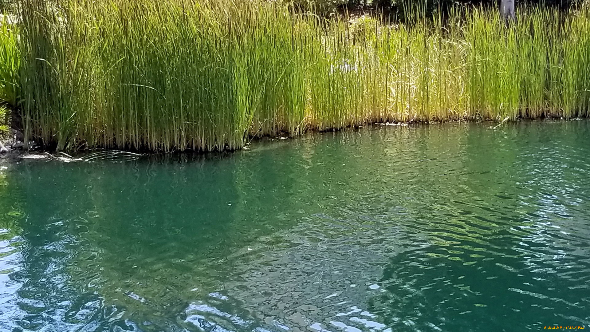 природа, реки, озера, рогоз