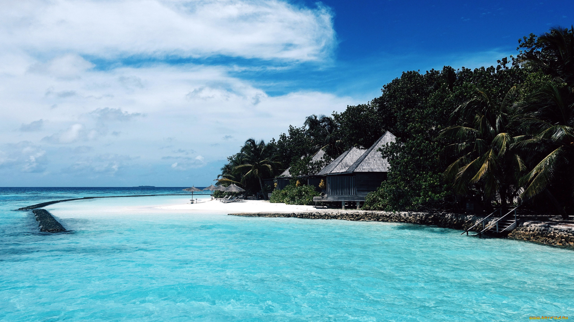 природа, тропики, пальмы