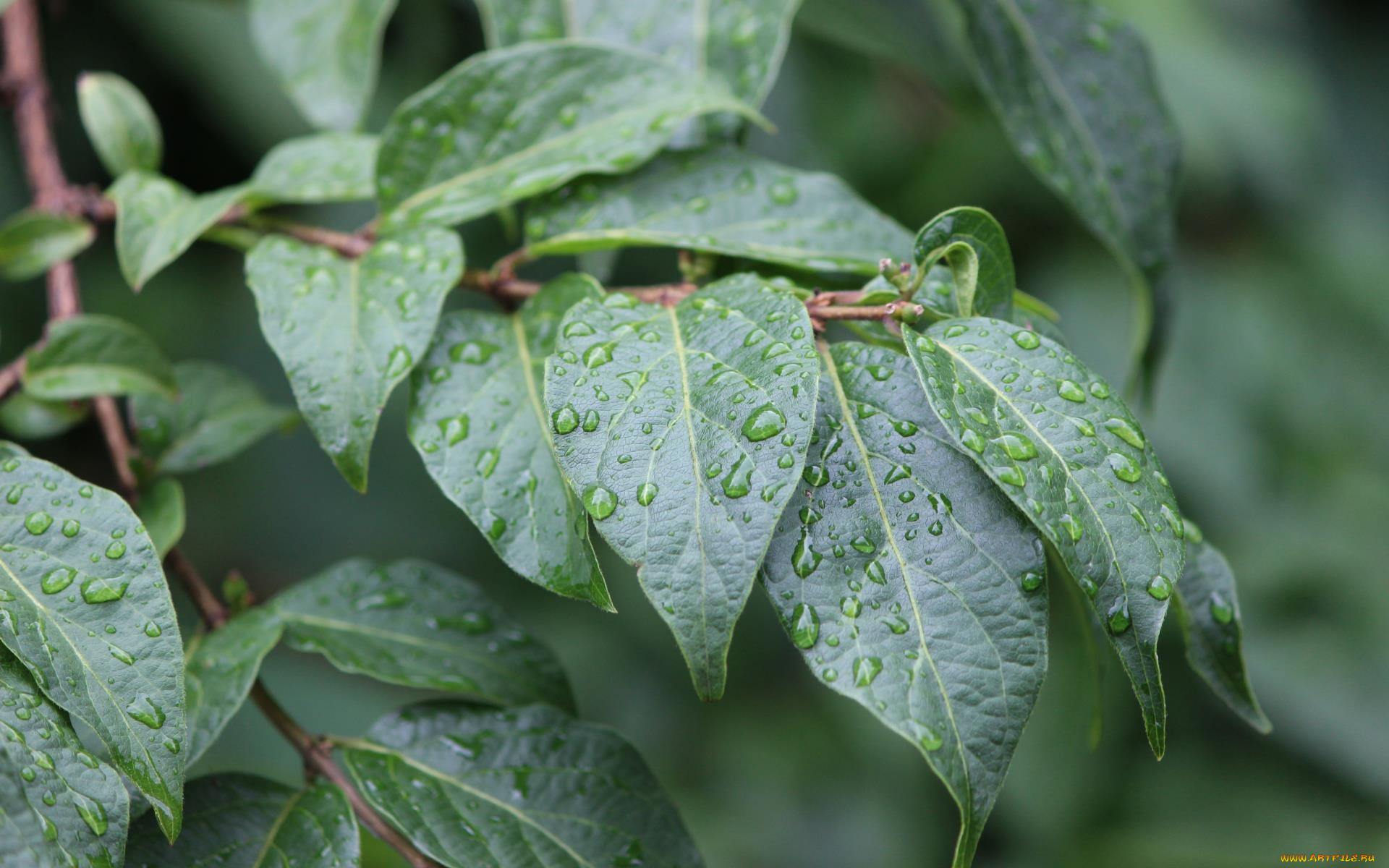 природа, листья, капли, ветка