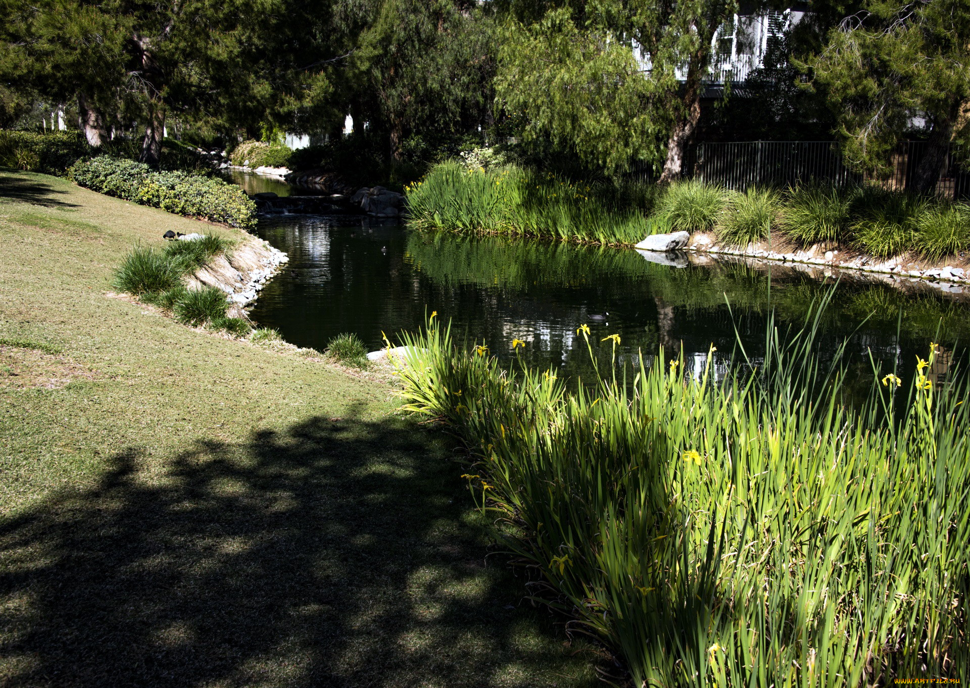 природа, парк, водоем