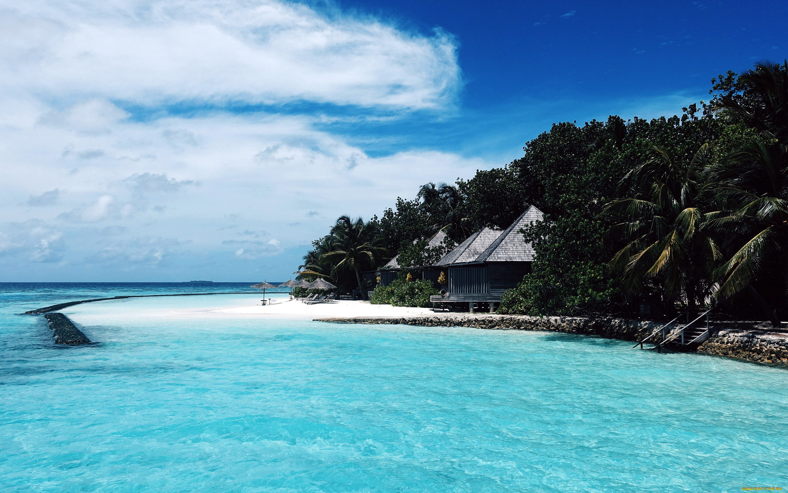 природа, тропики, пальмы