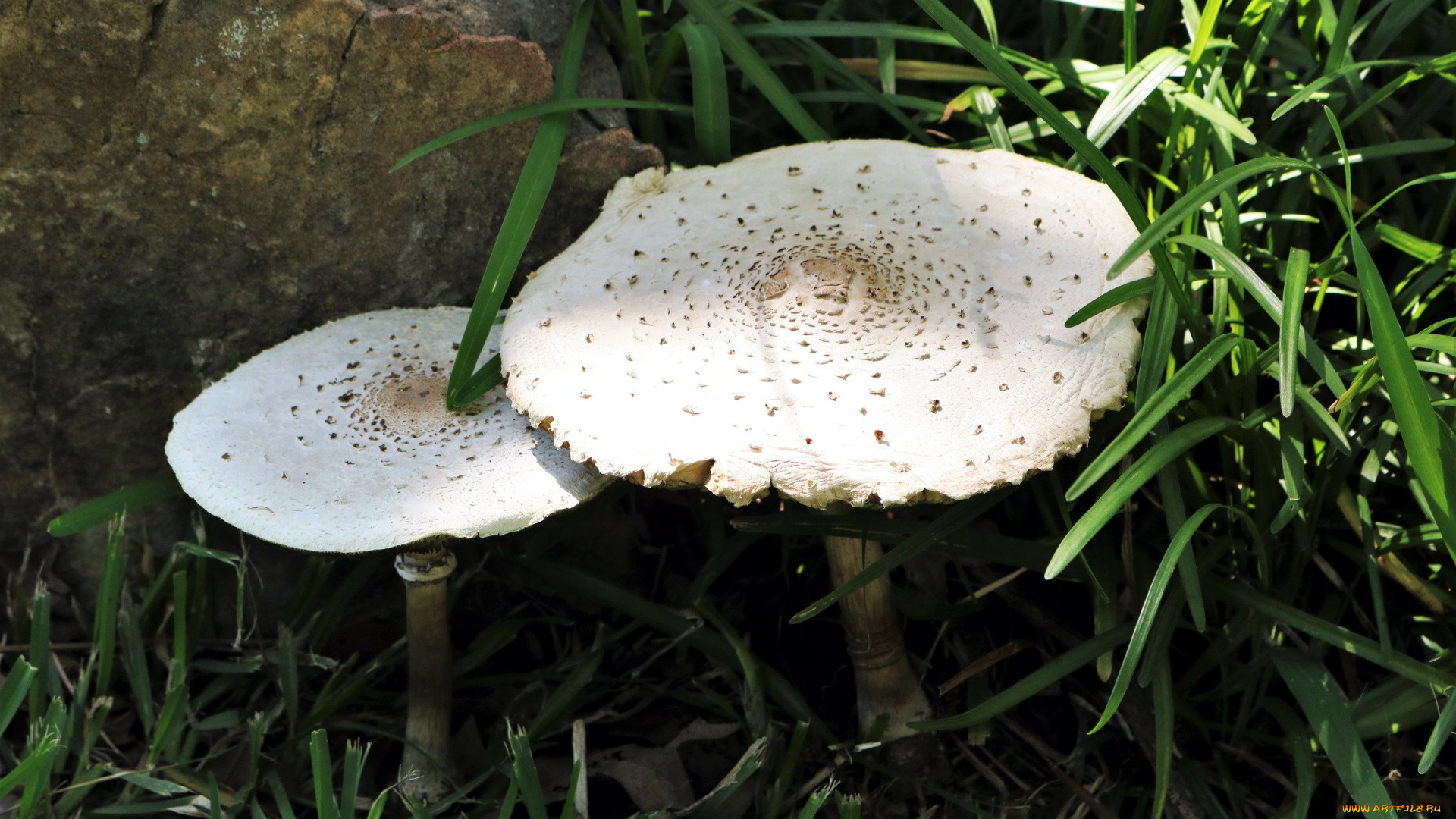 природа, грибы, гриб, зонтик