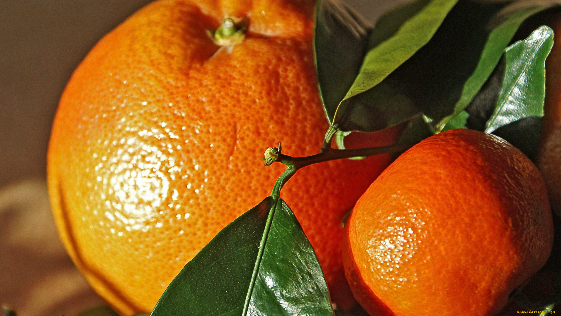 природа, плоды, апельсин