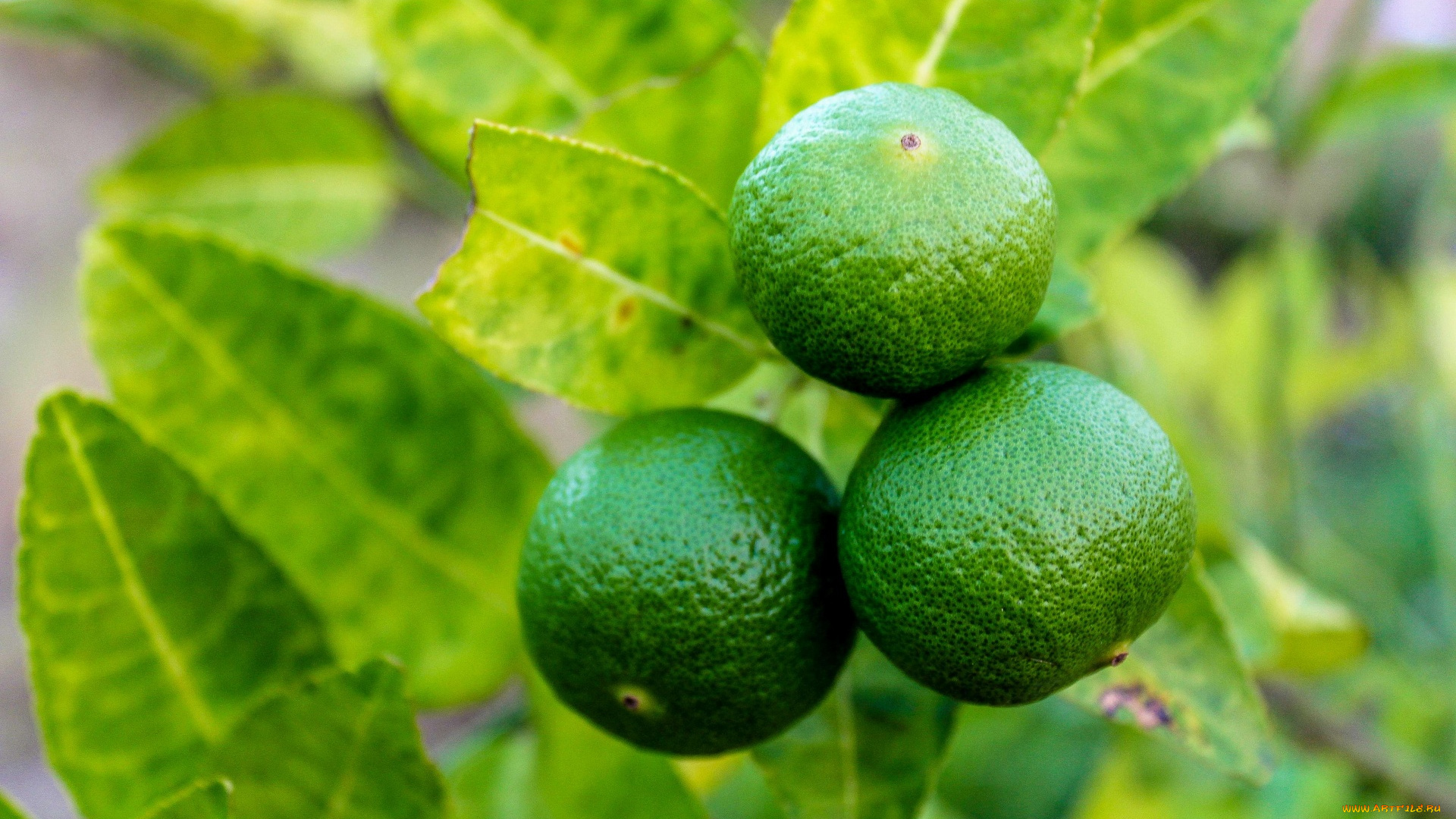 природа, плоды, лайм