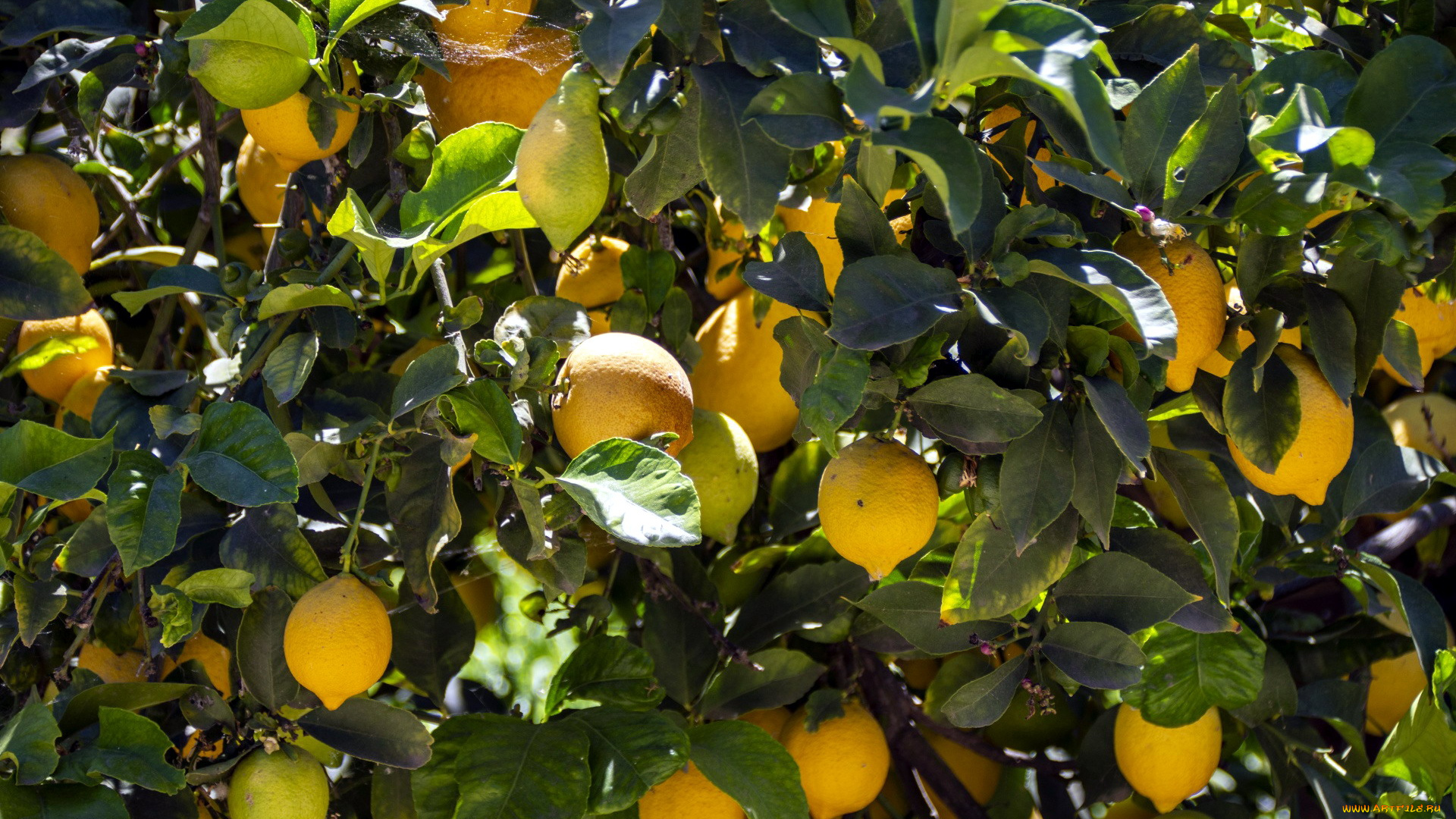 природа, плоды, лимоны