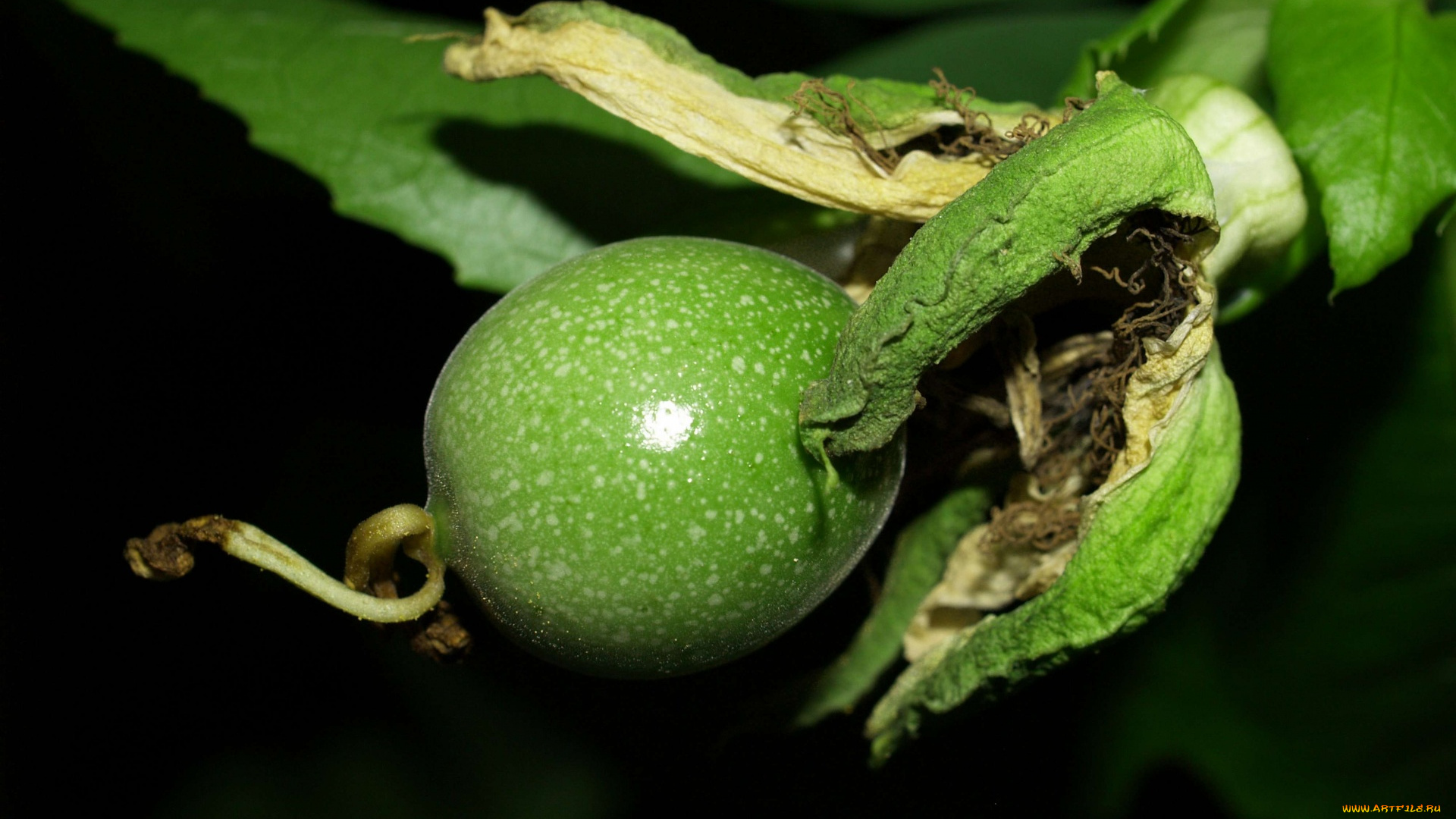 природа, плоды, passion, fruit