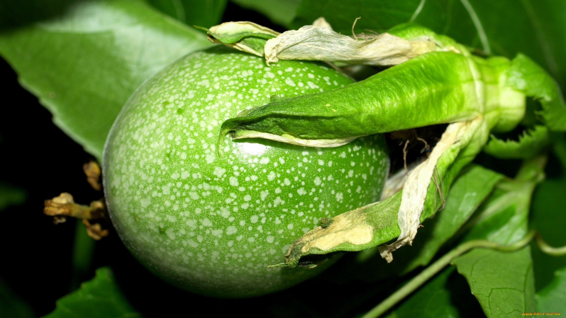 природа, плоды, passion, fruit