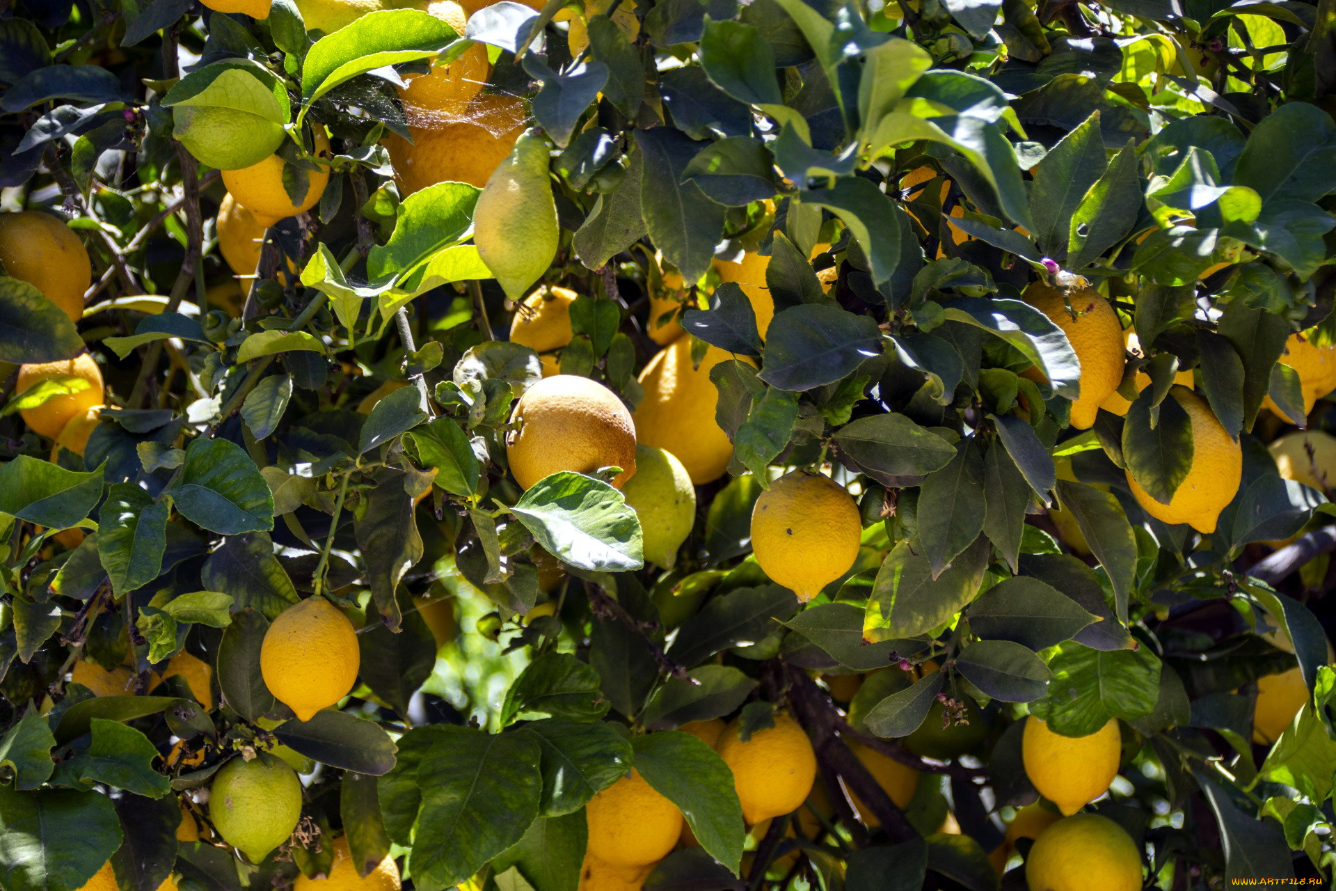 природа, плоды, лимоны