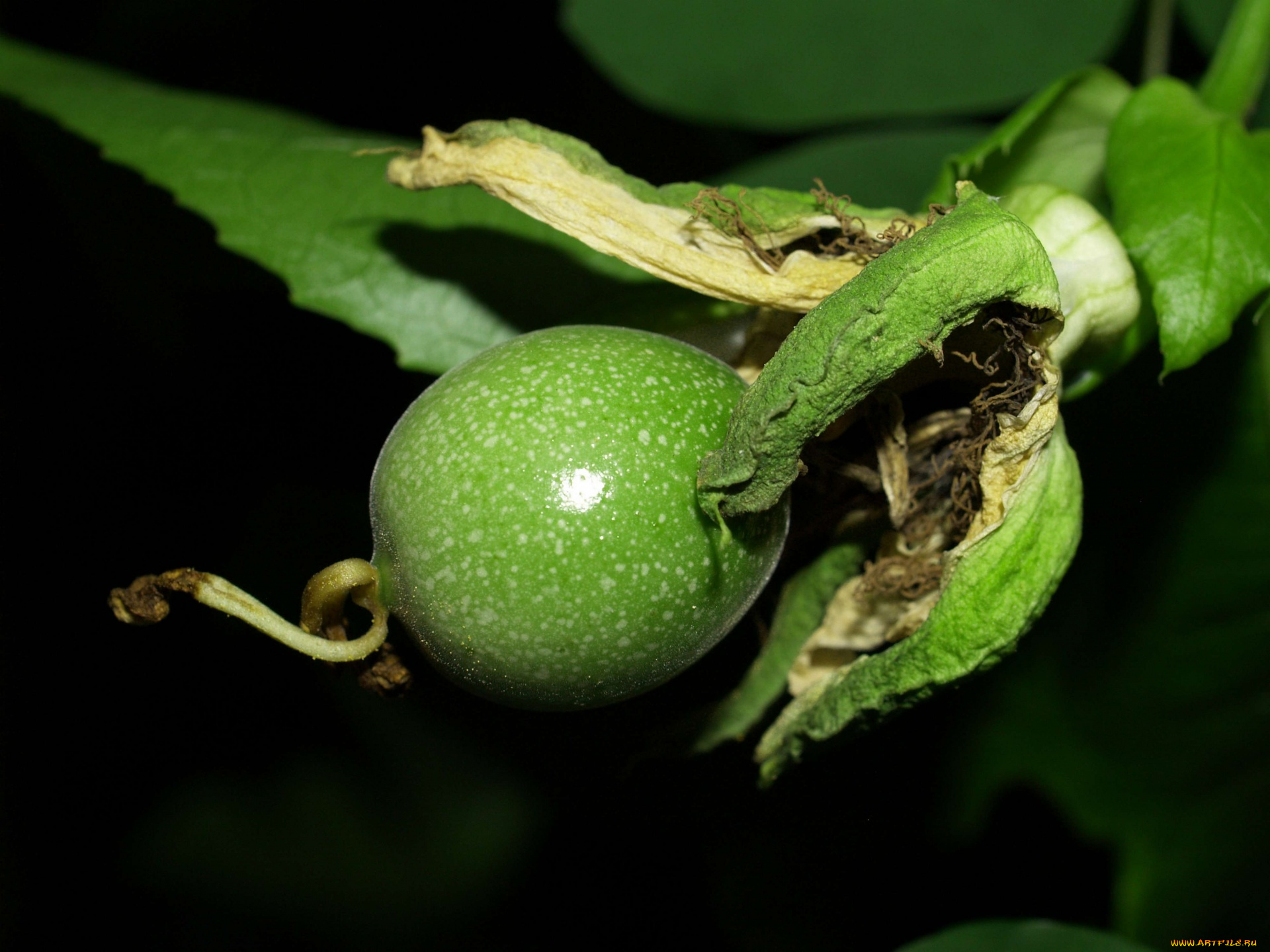 природа, плоды, passion, fruit