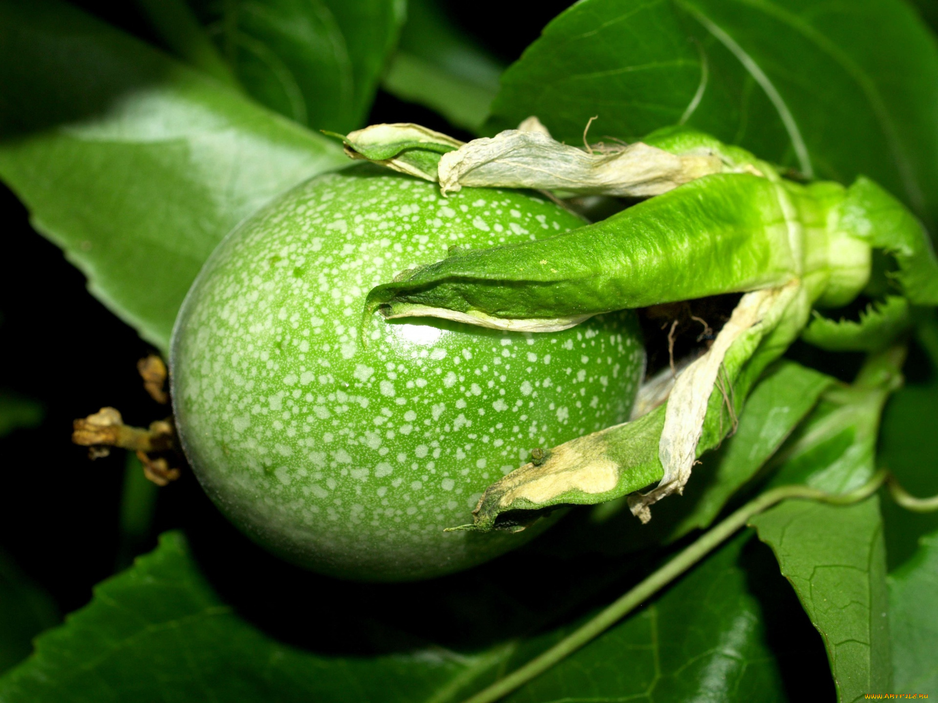 природа, плоды, passion, fruit