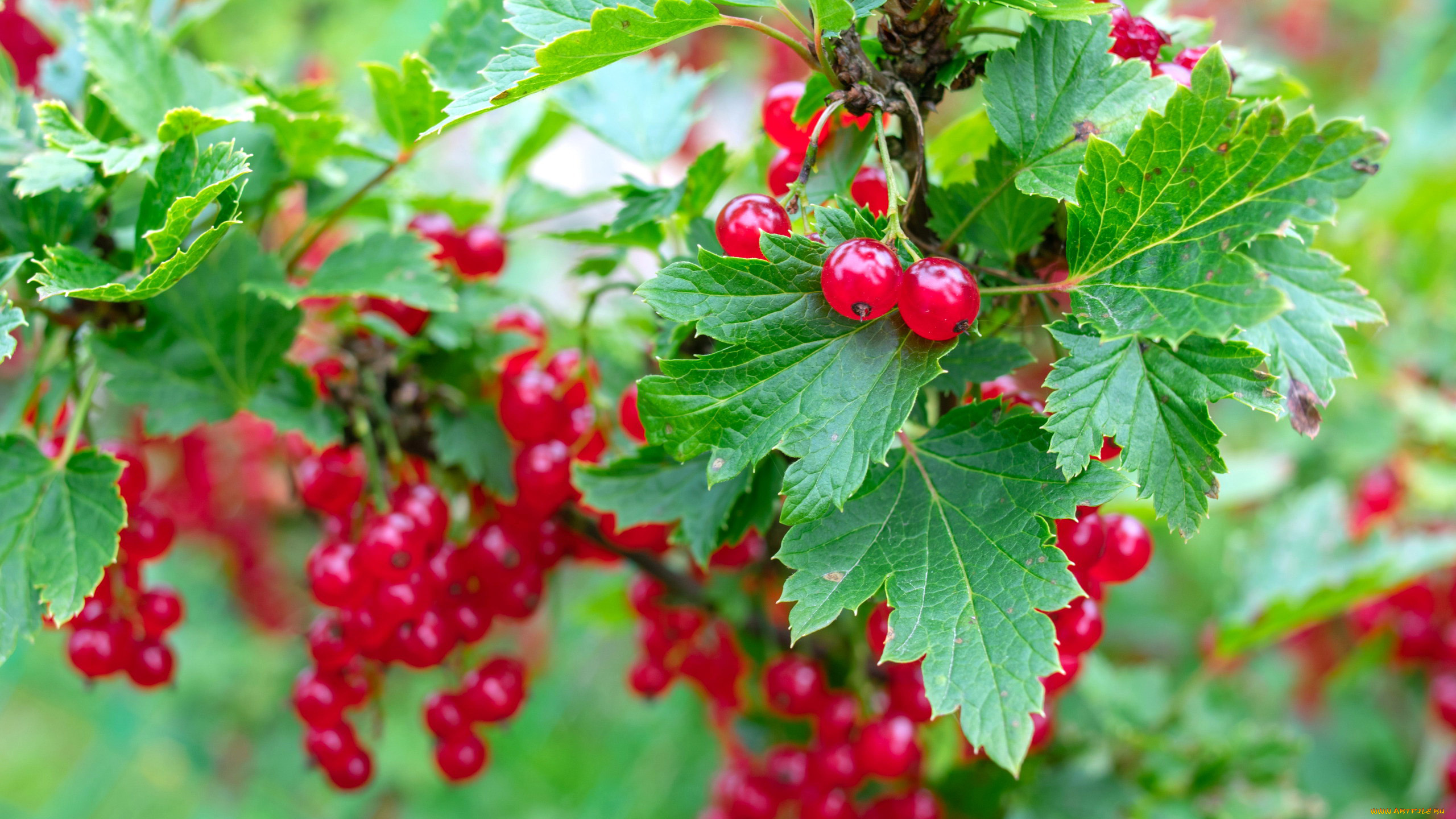 природа, ягоды, смородина
