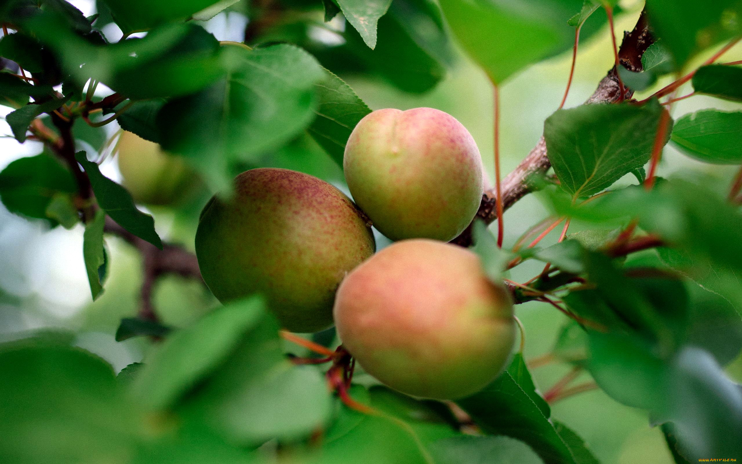 природа, плоды, абрикосы