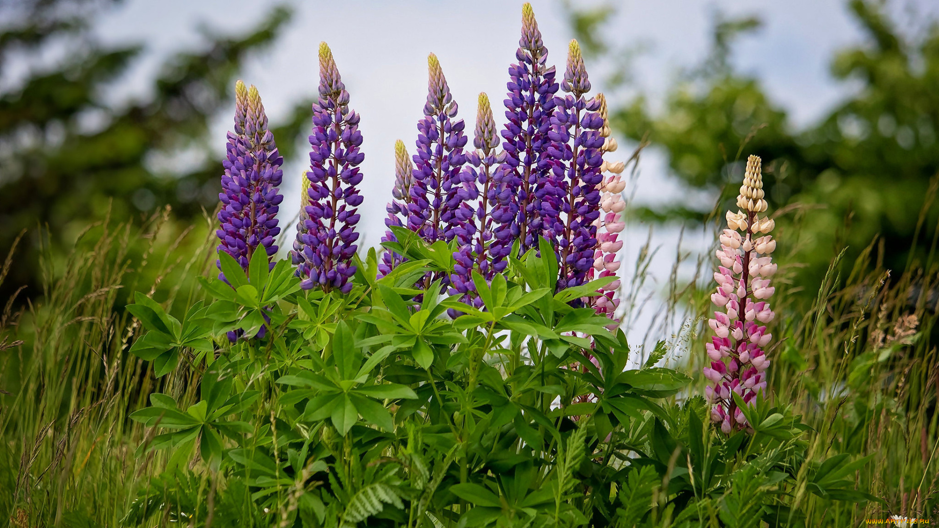 цветы, люпин, розовый, лиловый