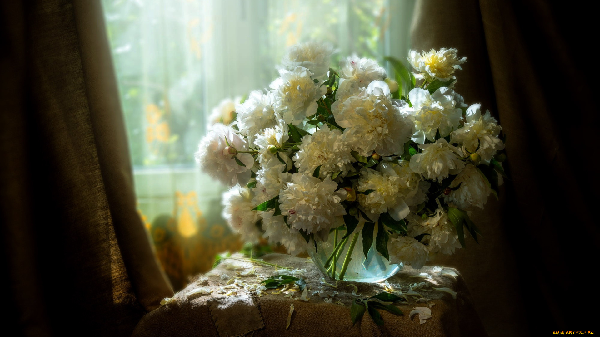 цветы, пионы, букет, белые