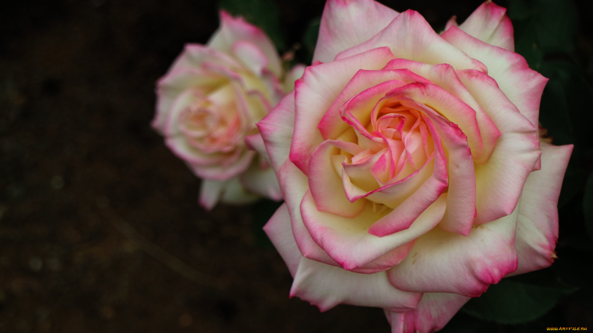 цветы, розы, двухцветная, роза, макро