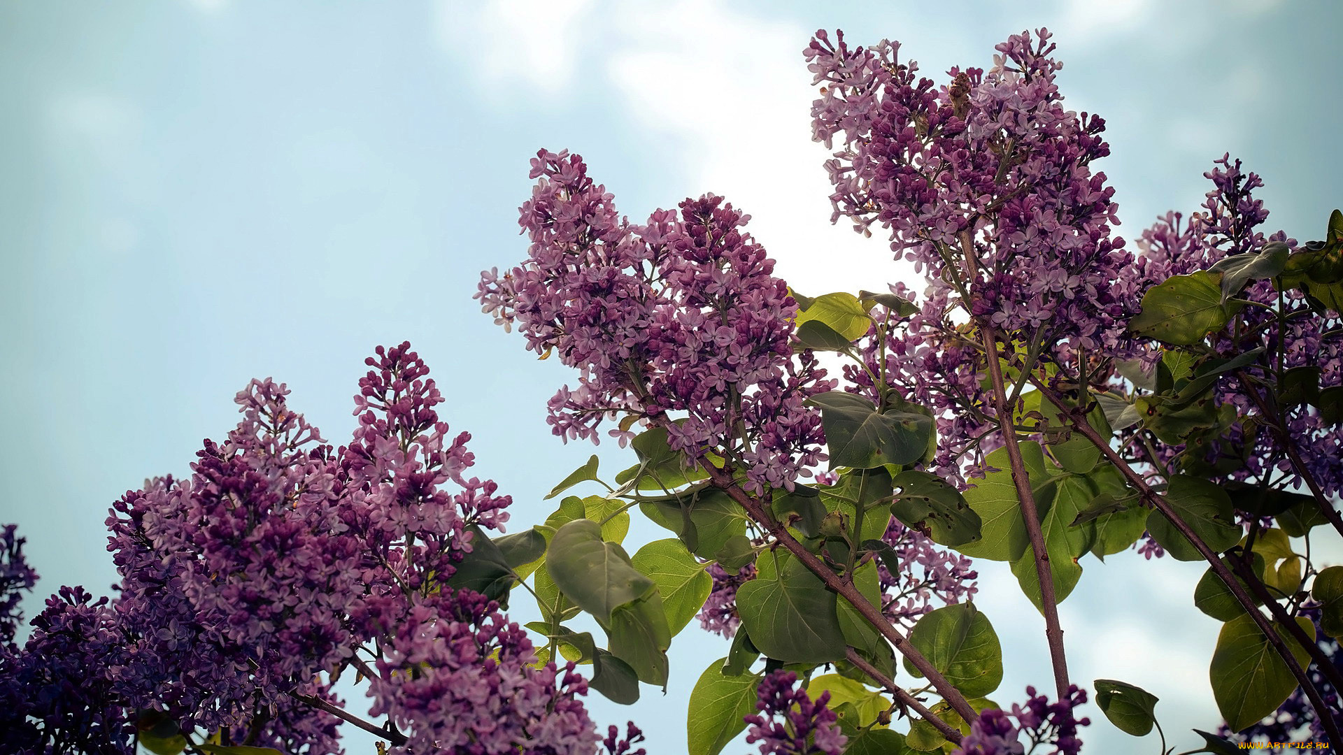 цветы, сирень, весна, лиловая, куст