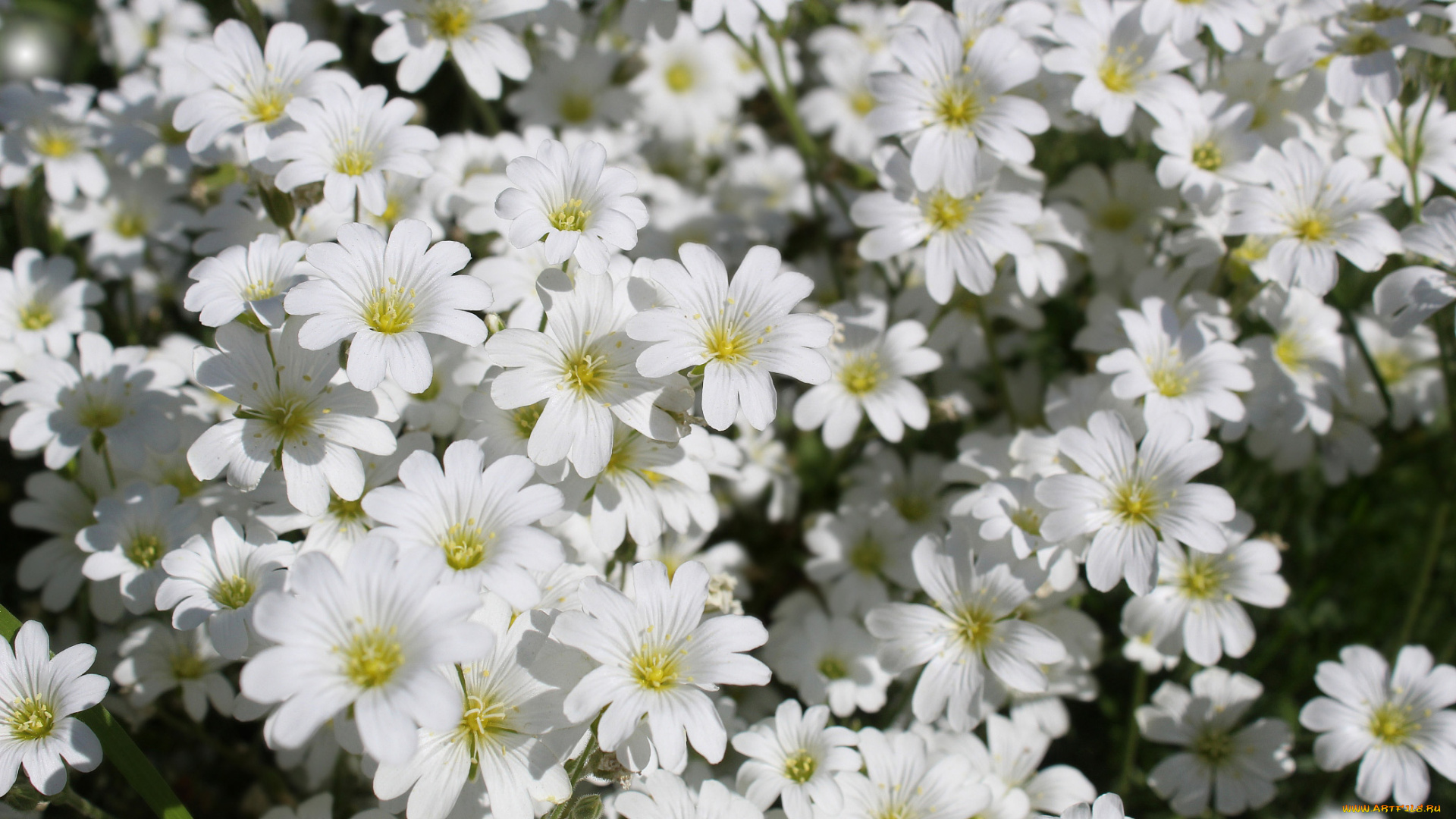 цветы, ясколка, белые, мелкие, много