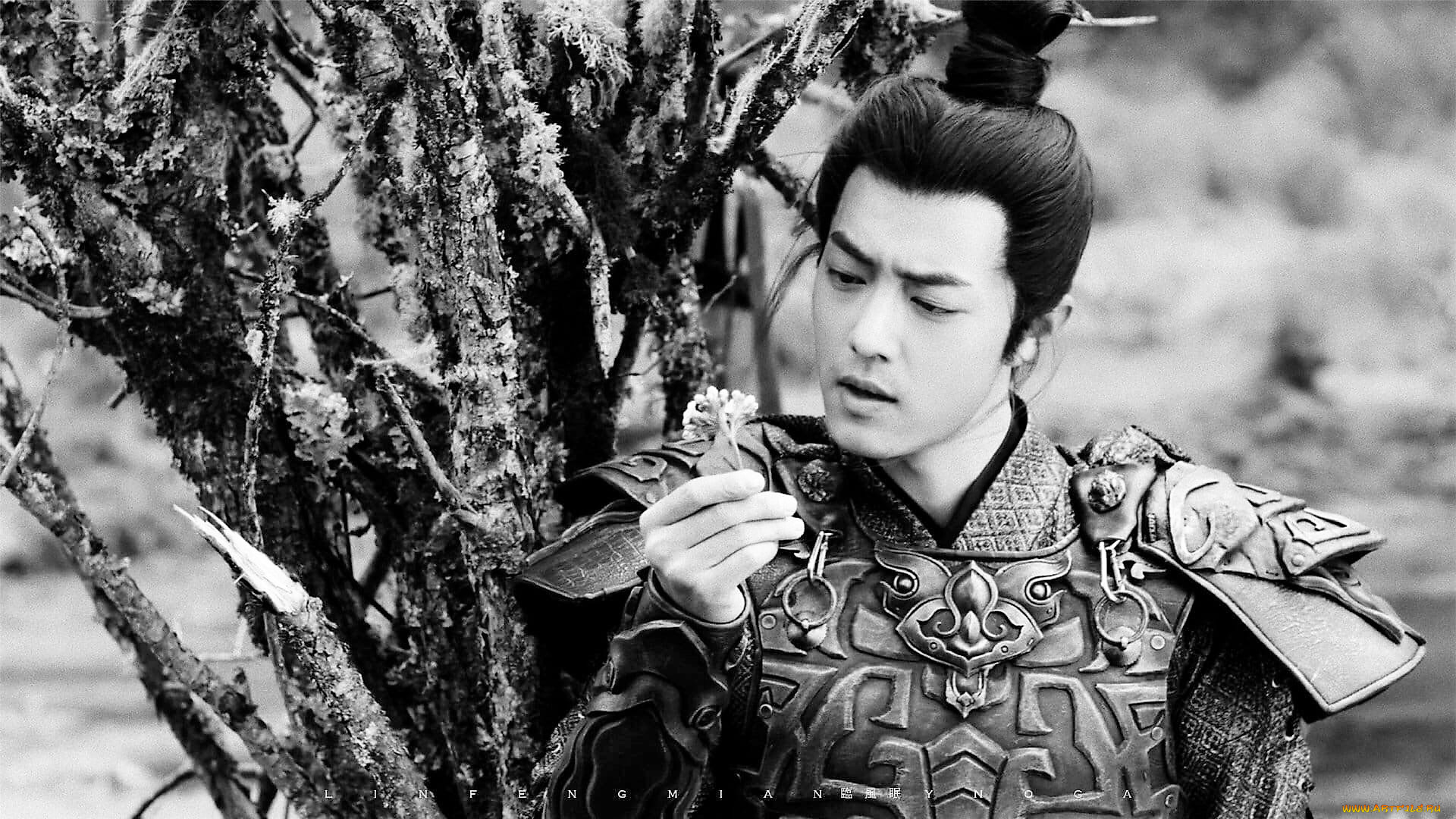 кино, фильмы, the, wolf, цзичун, броня, дерево, цветок