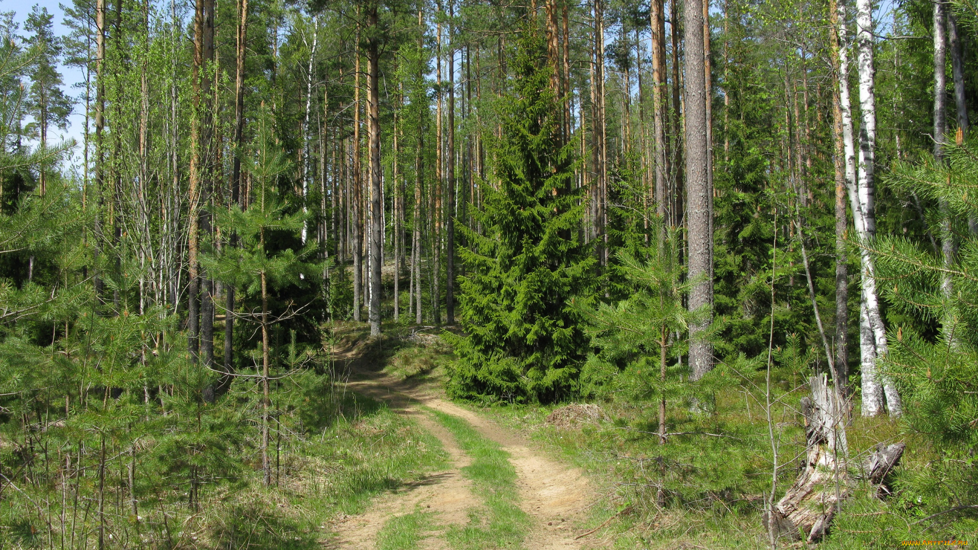 лесная, дорога, природа, дороги, лес, дорога, весна, сосны, ели, карелия