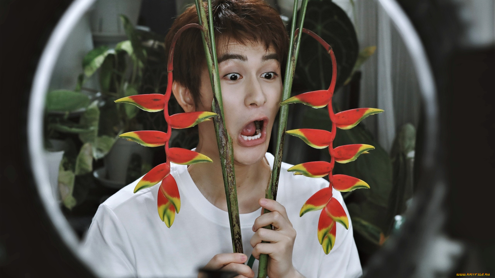 мужчины, zhu, zanjin, актер, цветок