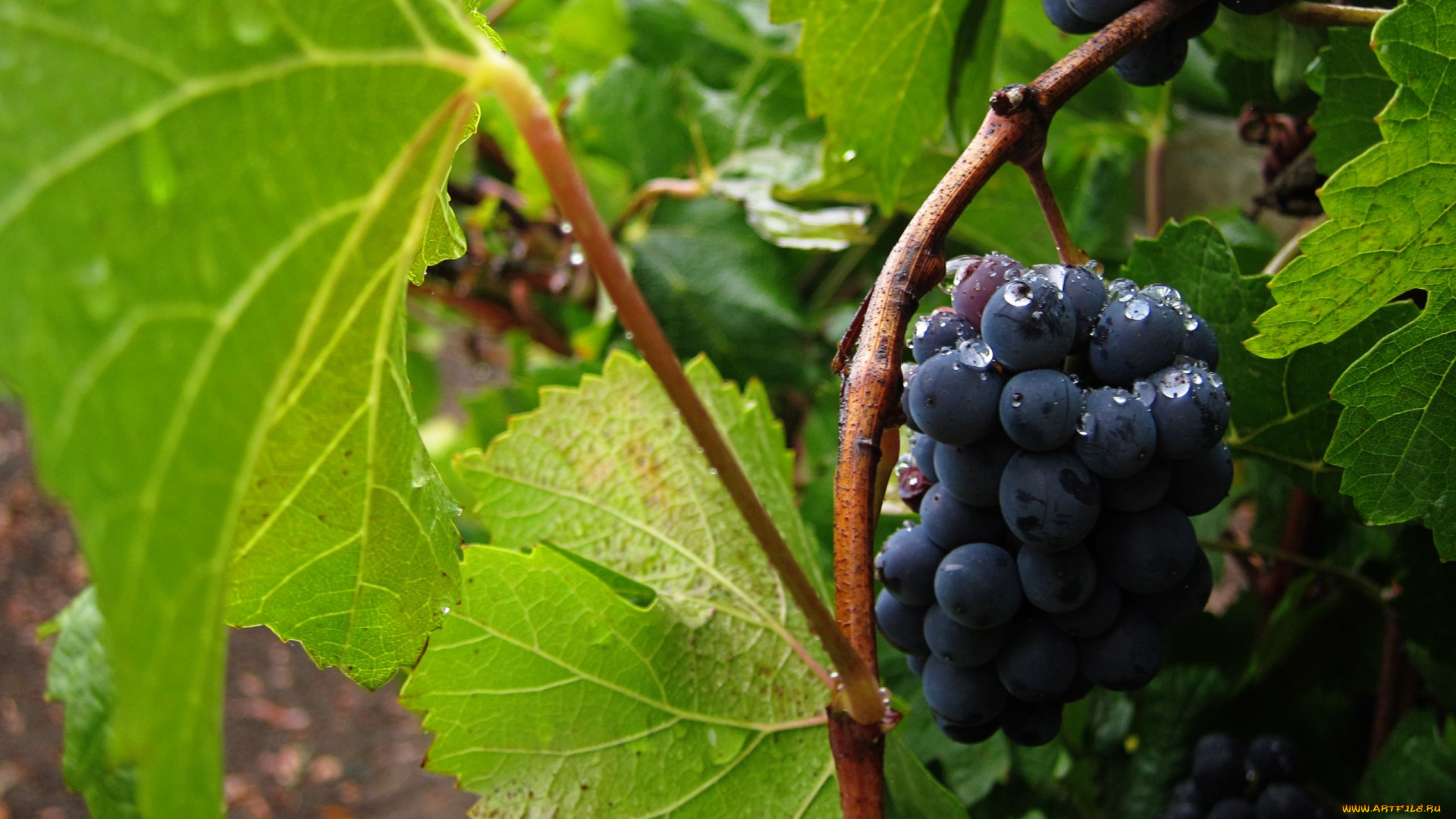 природа, ягоды, , виноград, виноград, гроздь