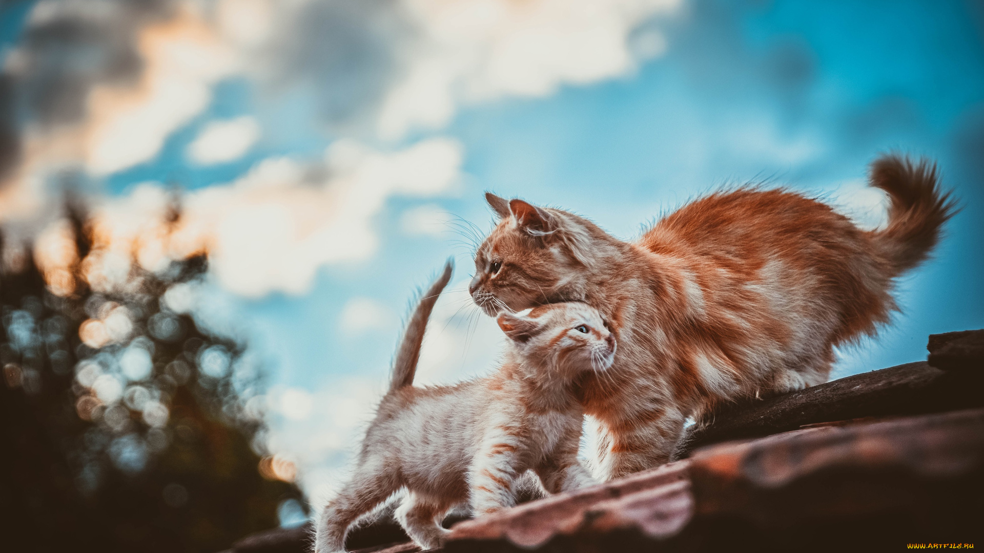 животные, коты, кот, кошка