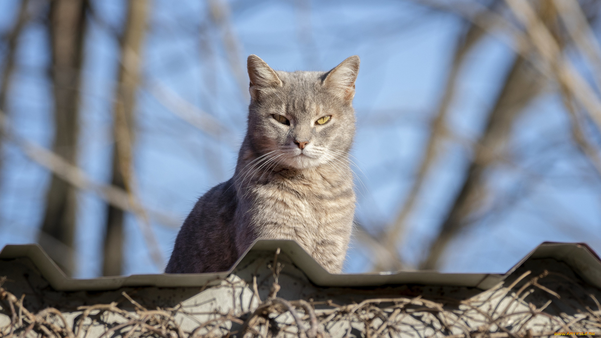 животные, коты, кот, кошка