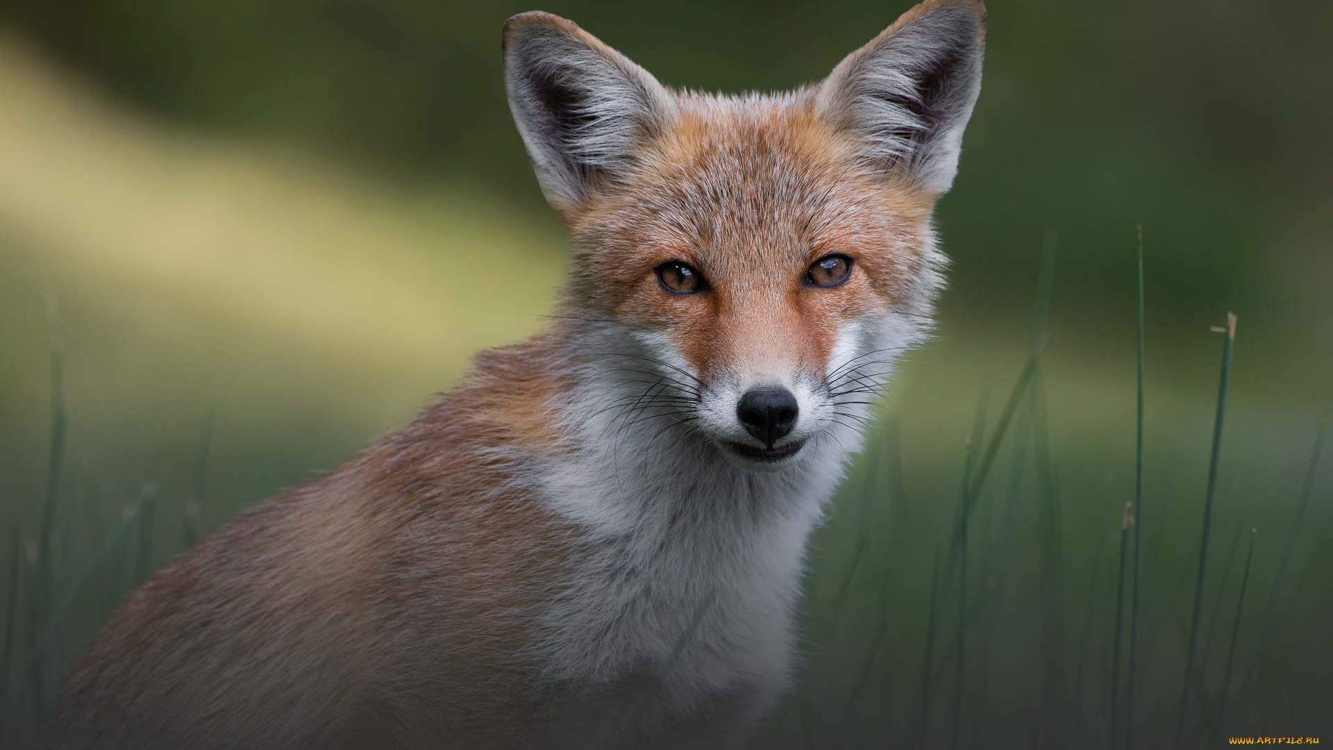 животные, лисы, лиса