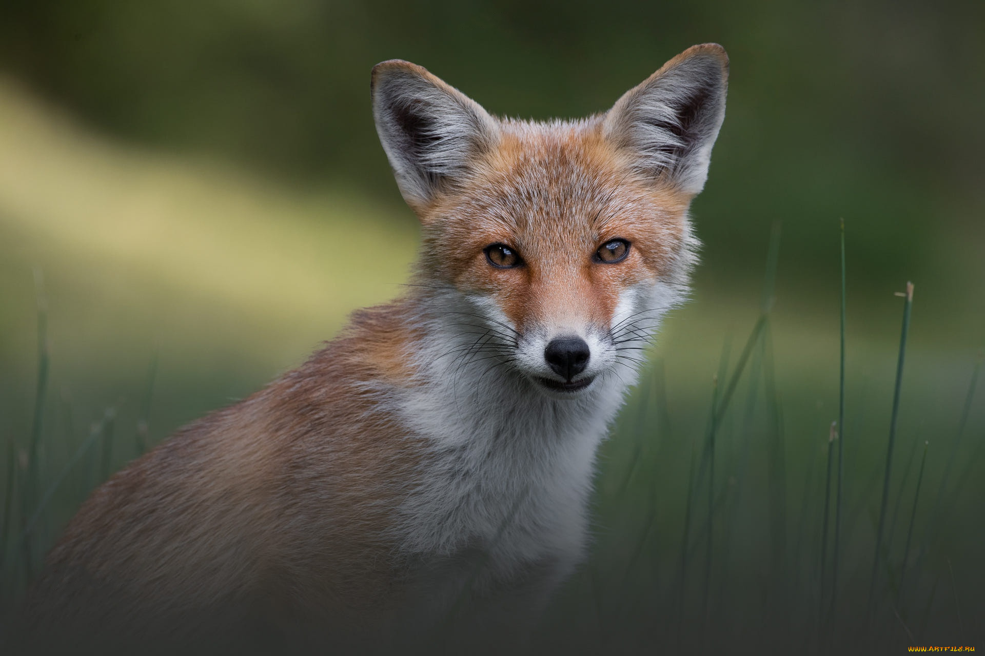 животные, лисы, лиса