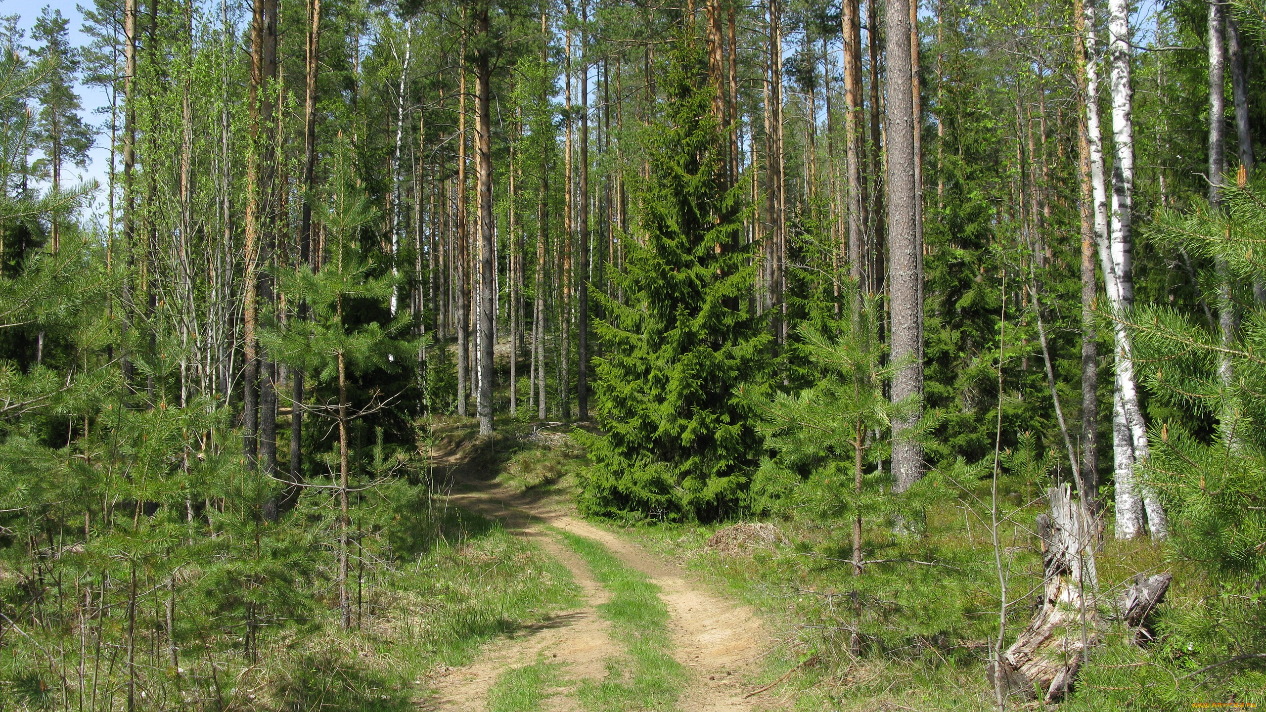 лесная, дорога, природа, дороги, лес, дорога, весна, сосны, ели, карелия