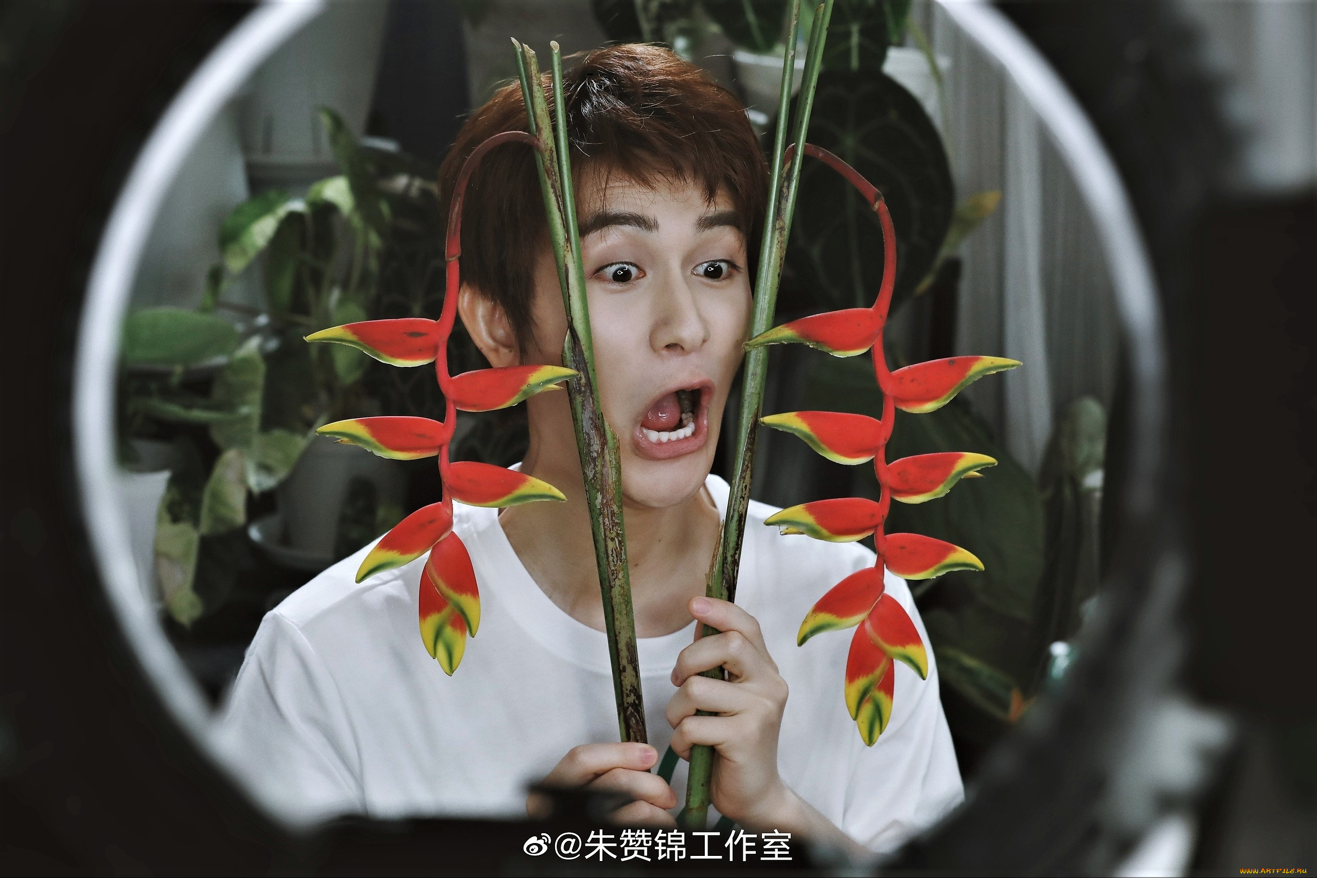 мужчины, zhu, zanjin, актер, цветок