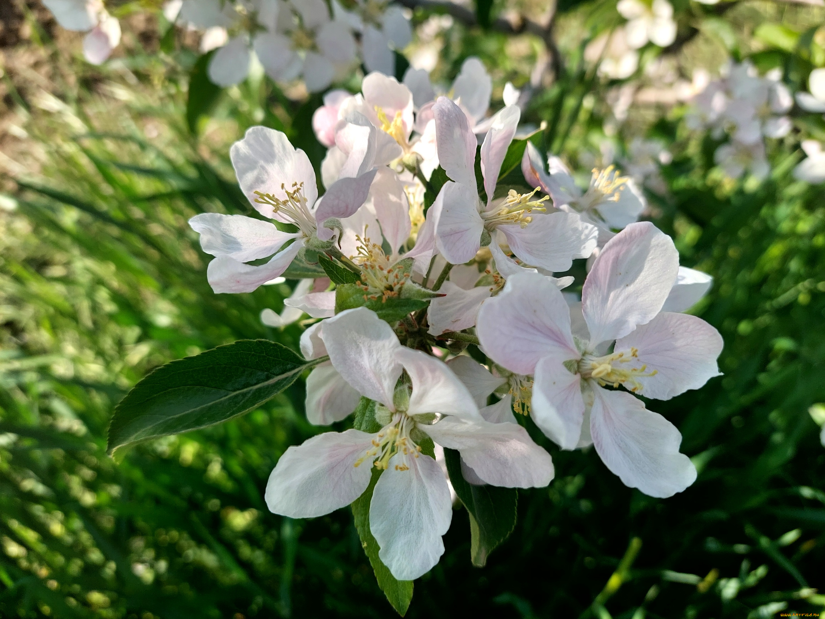 цветы, цветущие, деревья, , , кустарники, яблоня, цветение, весна, 2022