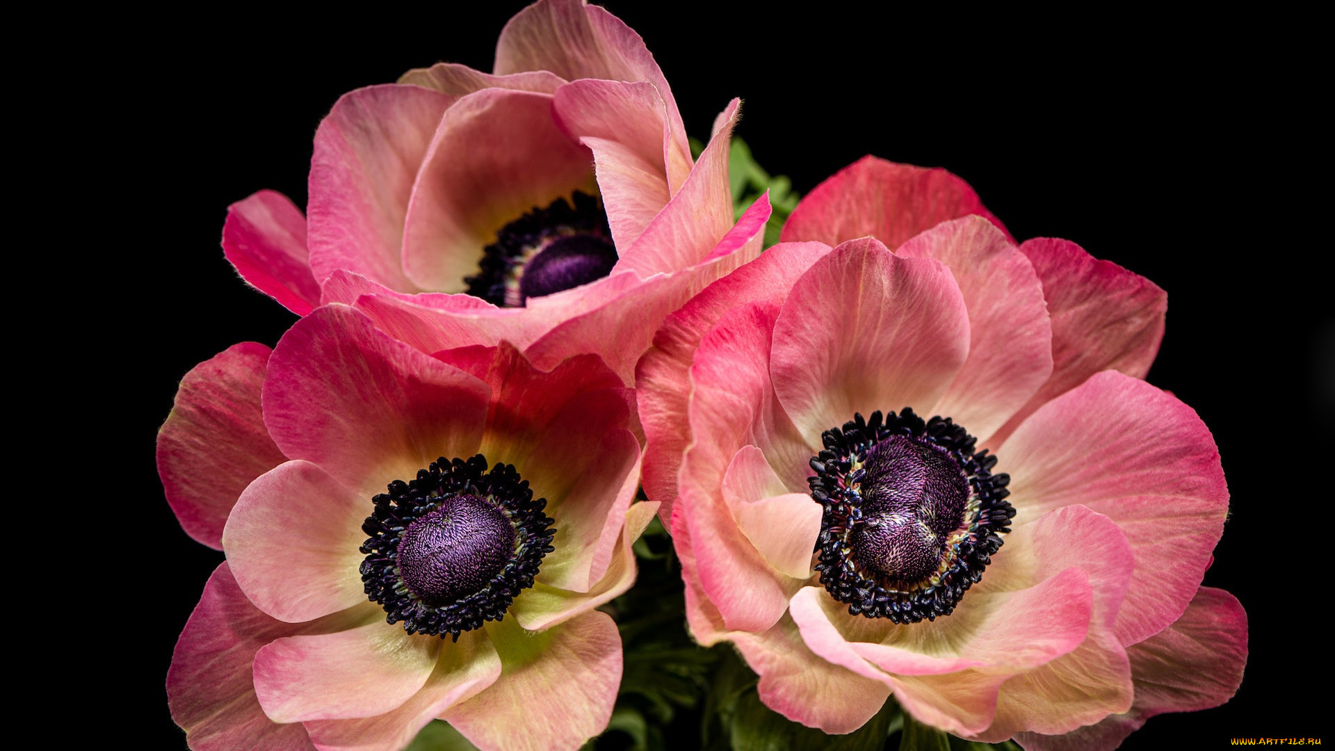 цветы, анемоны, , сон-трава, черный, фон, розовые, макро, трио