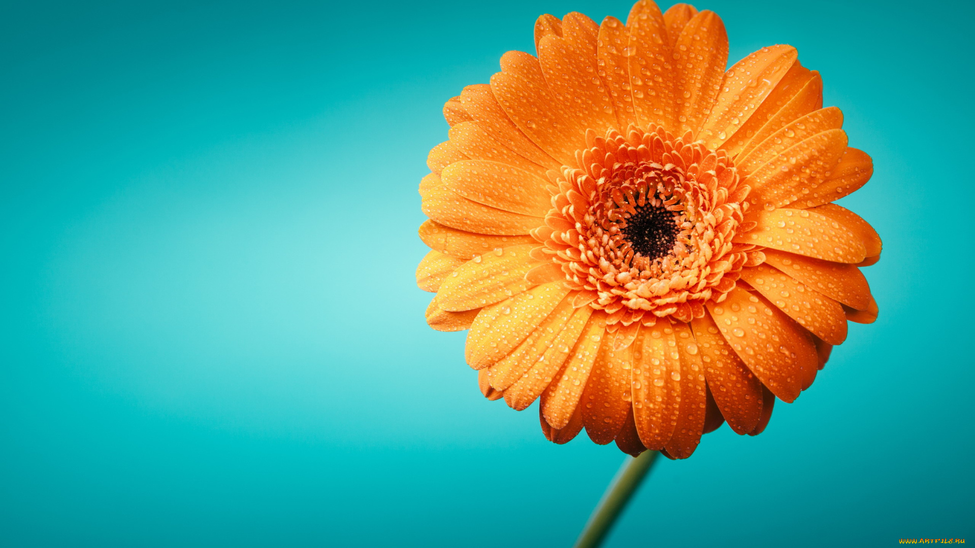 цветы, герберы, оранжевая, гербера, макро, капли