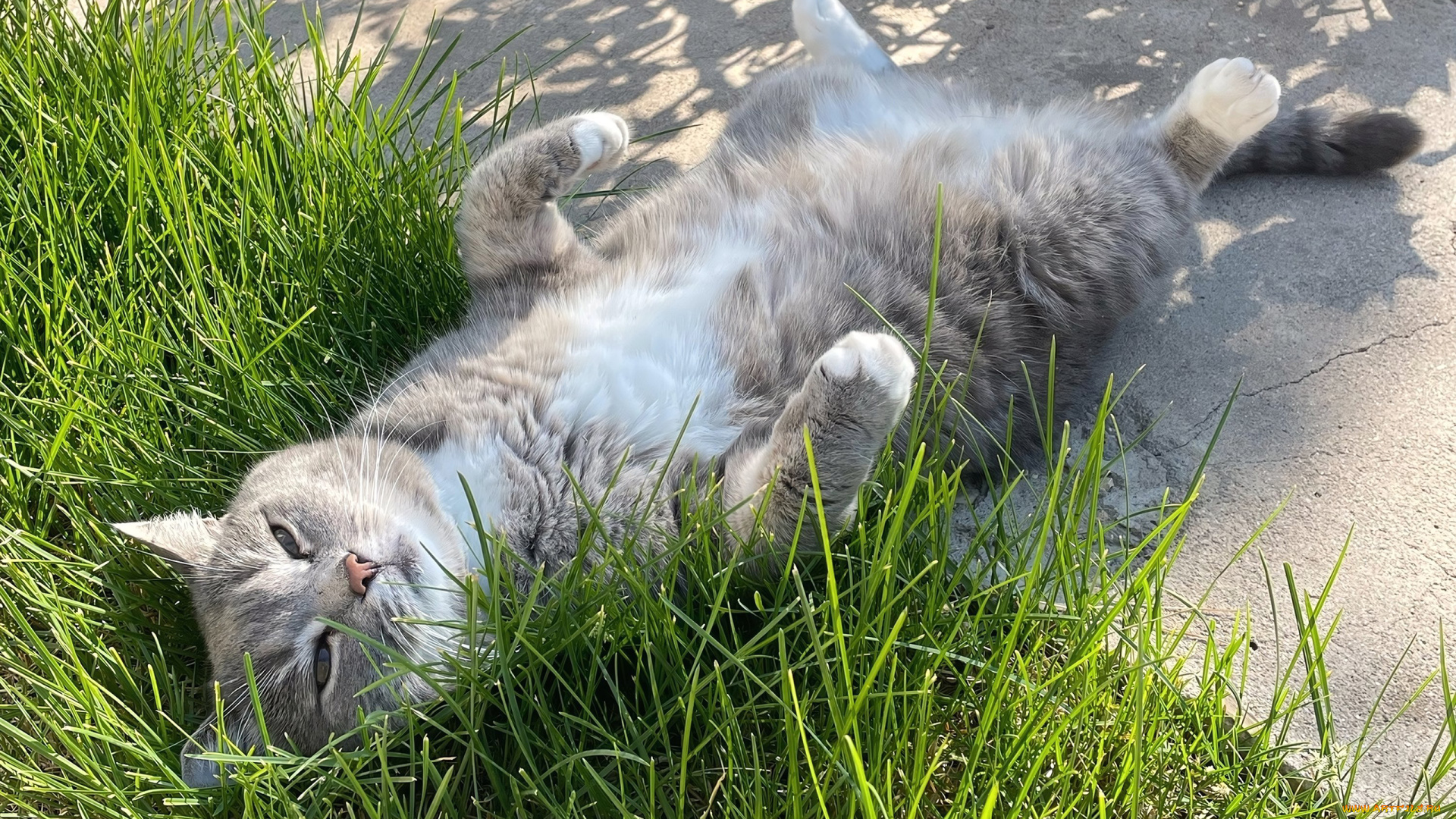 животные, коты, кот