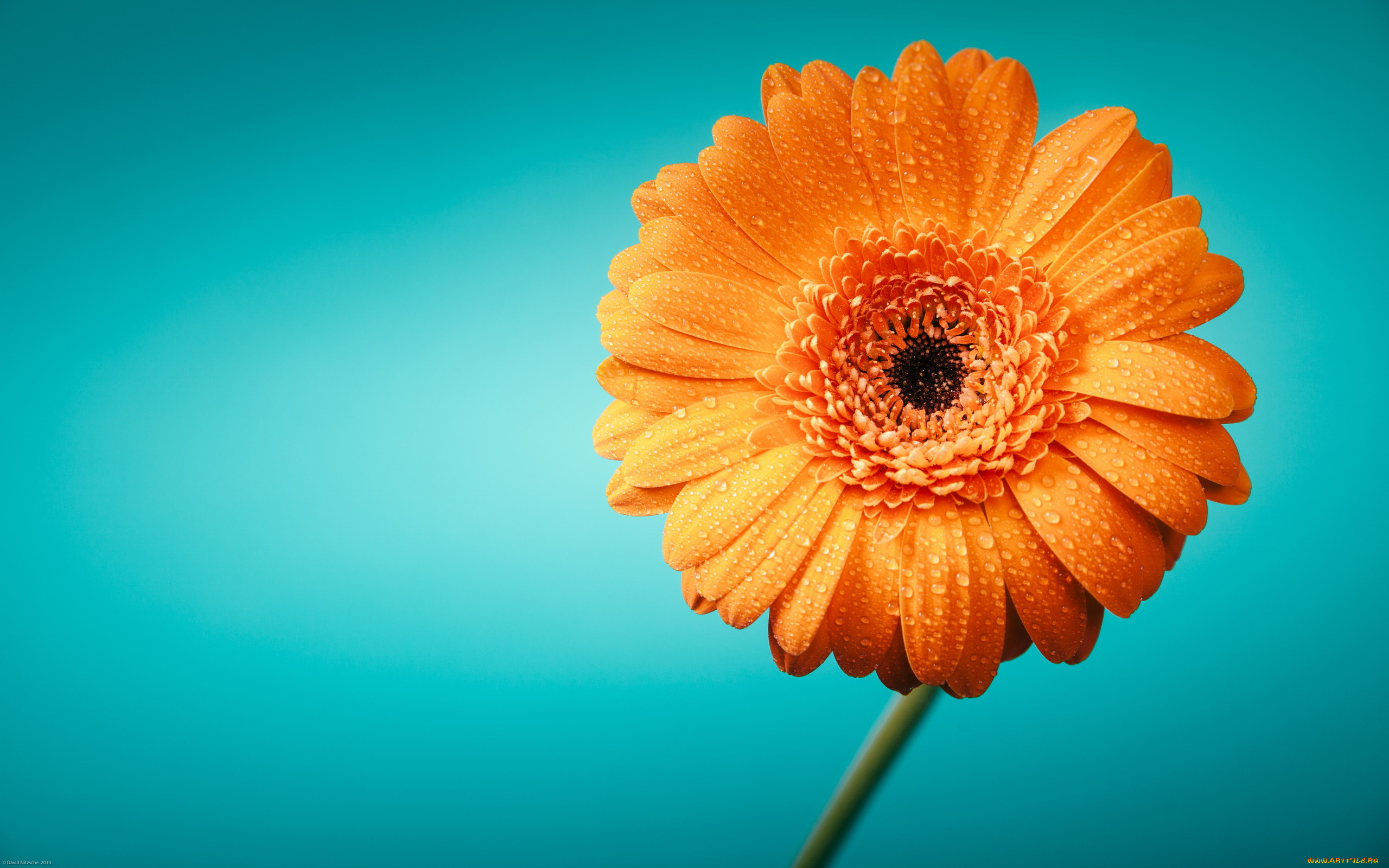 цветы, герберы, оранжевая, гербера, макро, капли