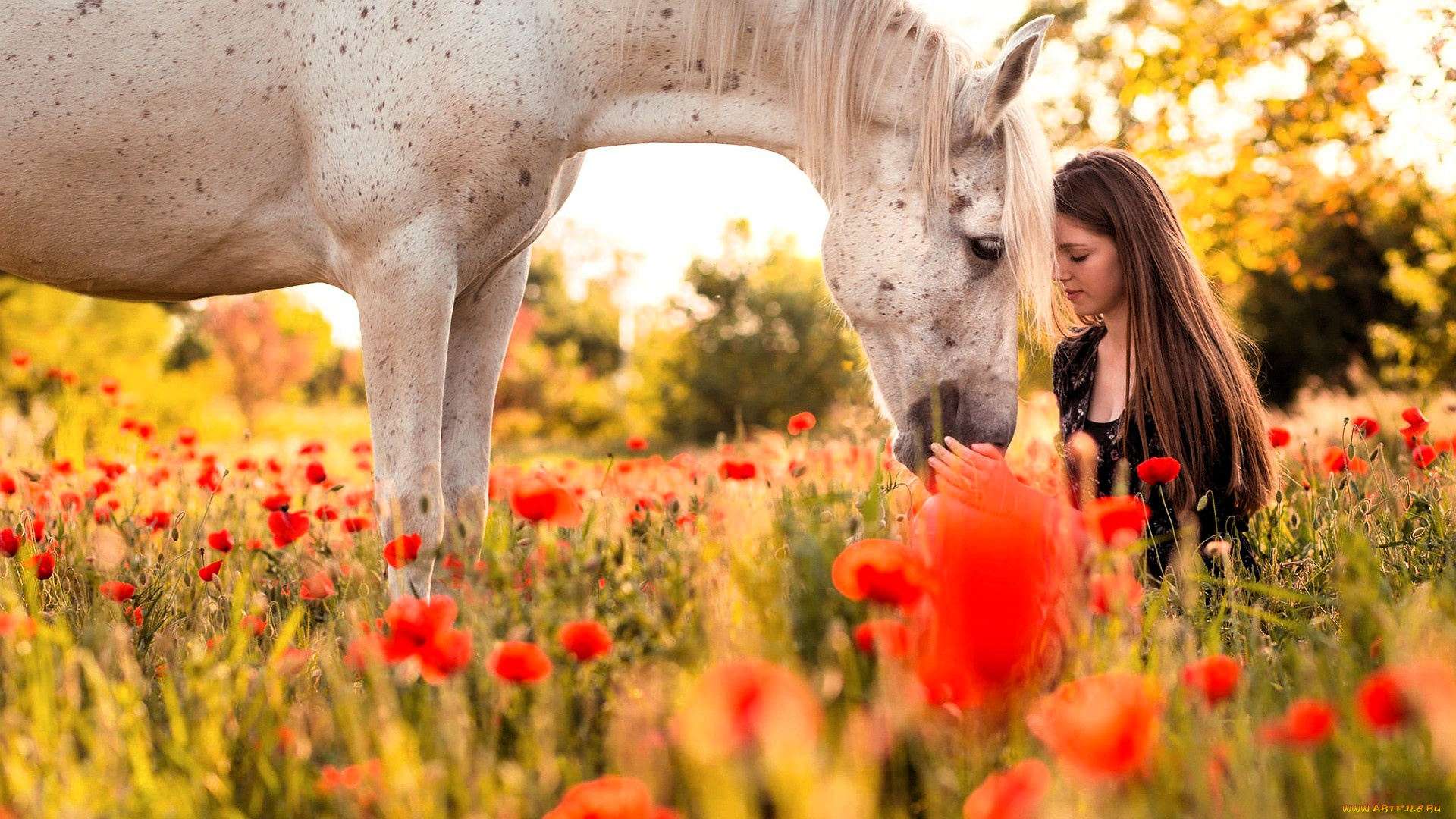девушки, -, брюнетки, , шатенки, шатенка, платье, поле, лошадь, маки