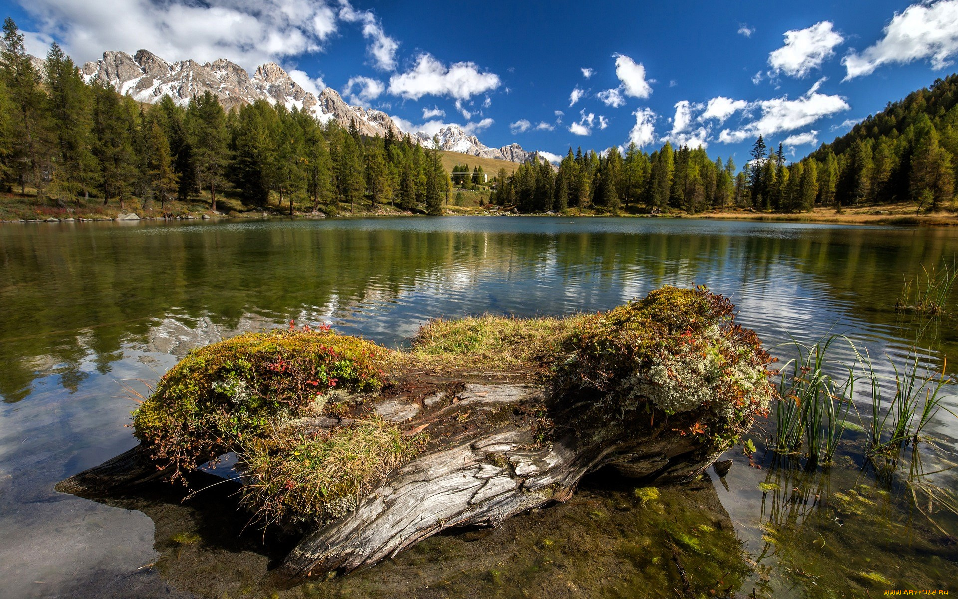 природа, реки, озера, лес, горы, облака, небо, озеро, коряга