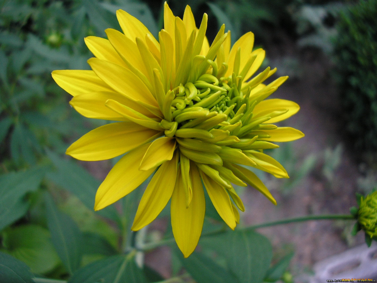 цветок, цветы, рудбекия