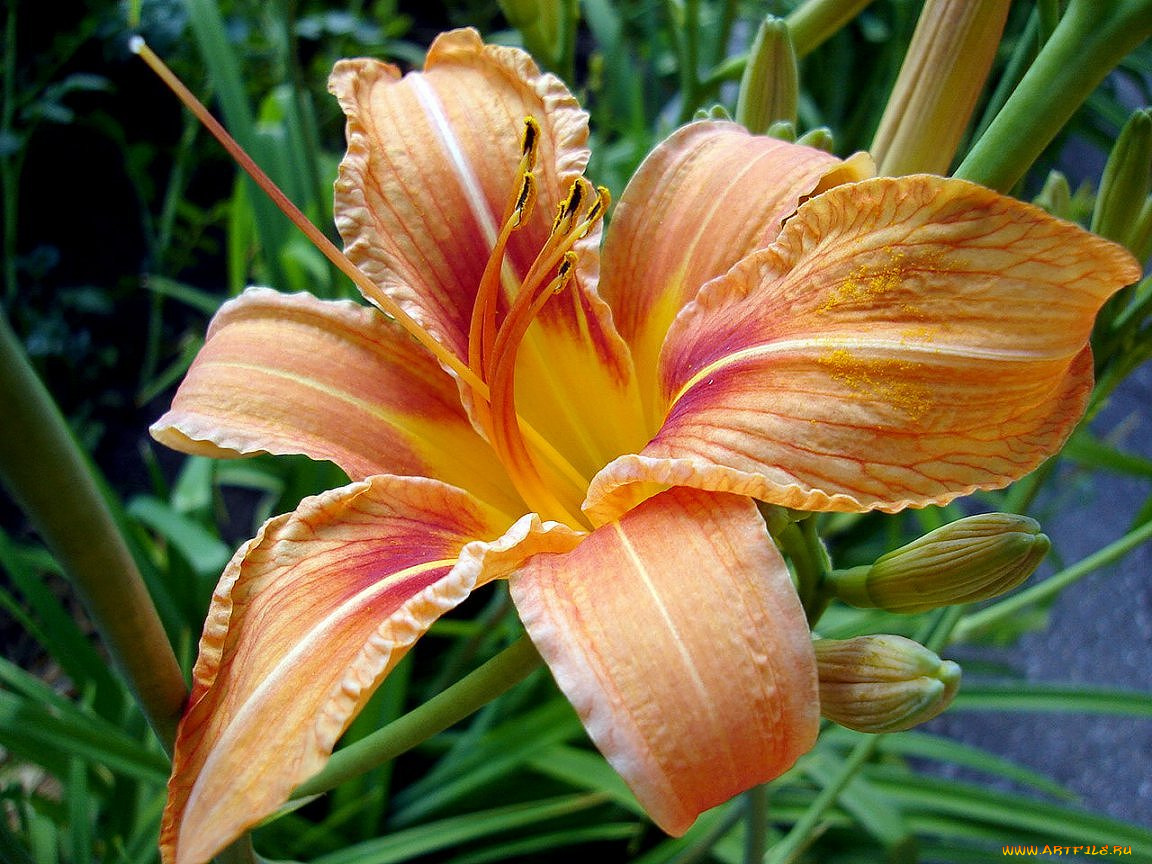 лилия, цветы, лилии, лилейники