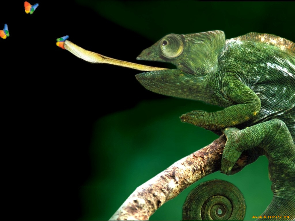 компьютеры, windows, xp