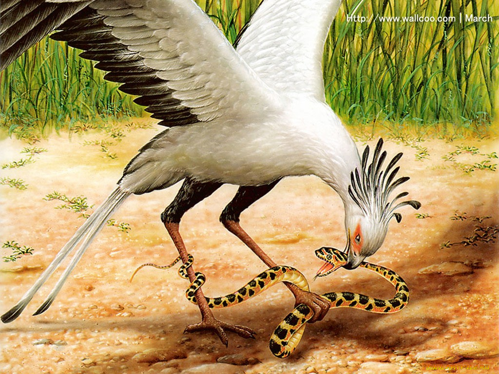 marcel, socias, рисованные