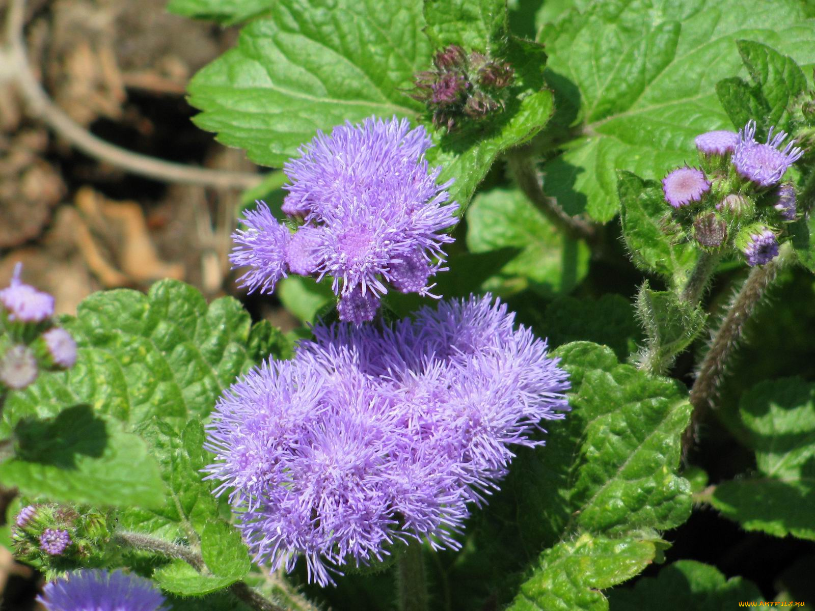 цветы, агератум