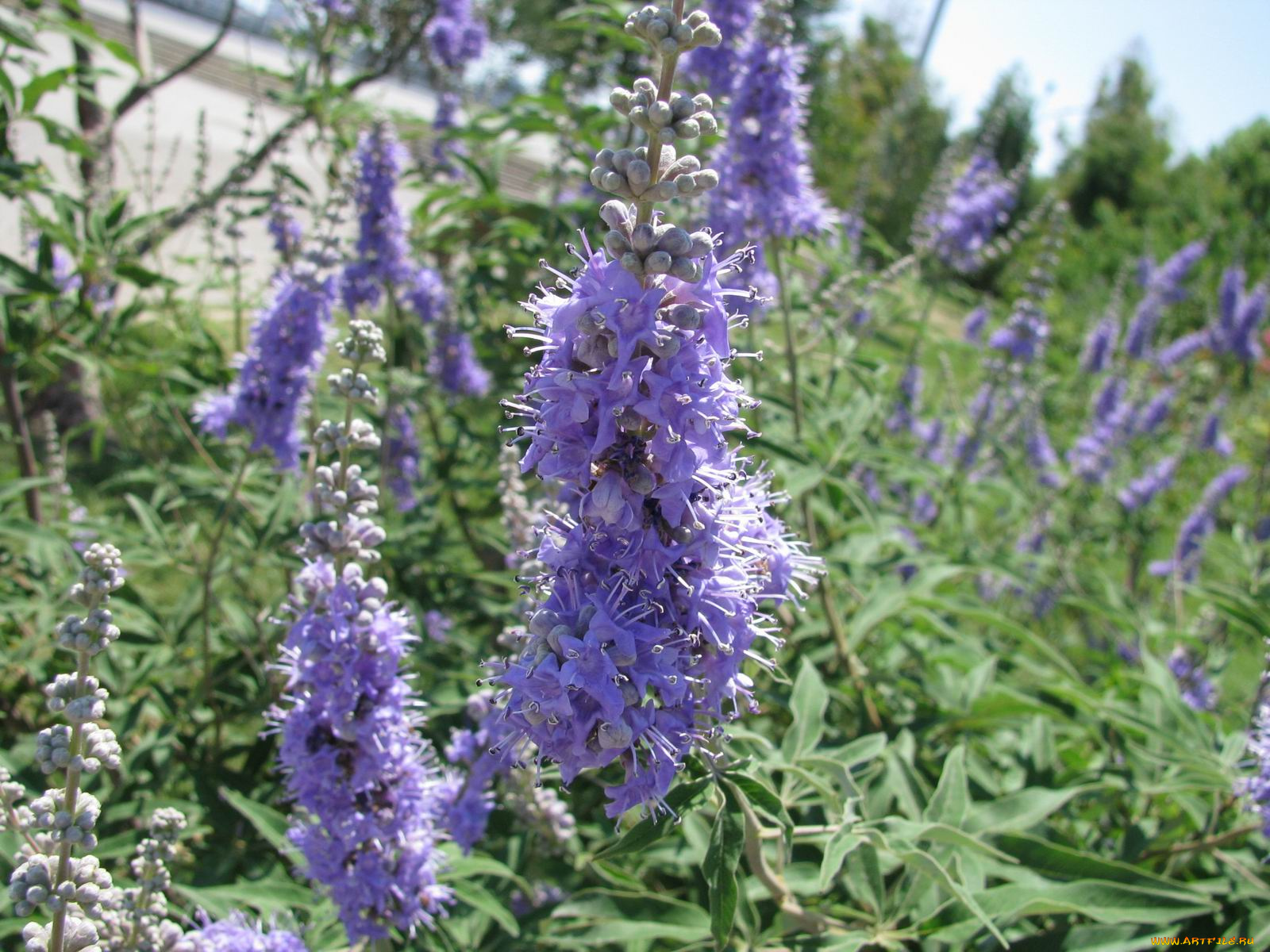 цветы, луговые, полевые