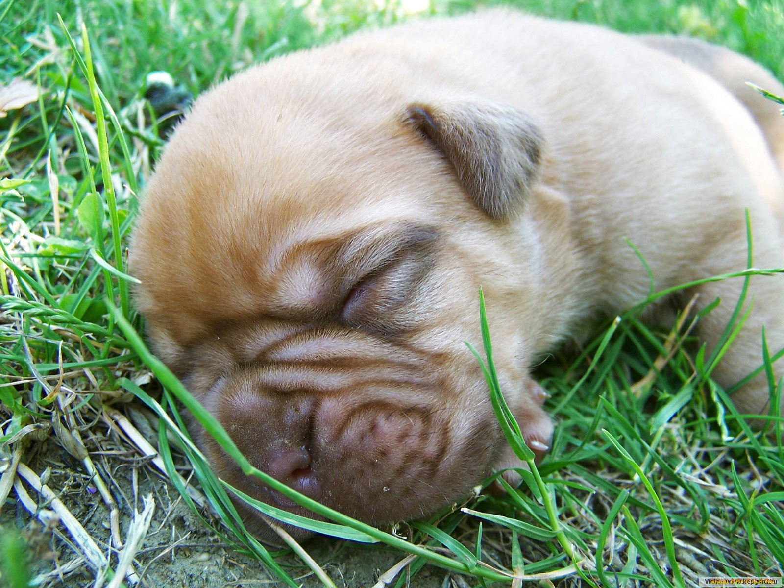 животные, собаки